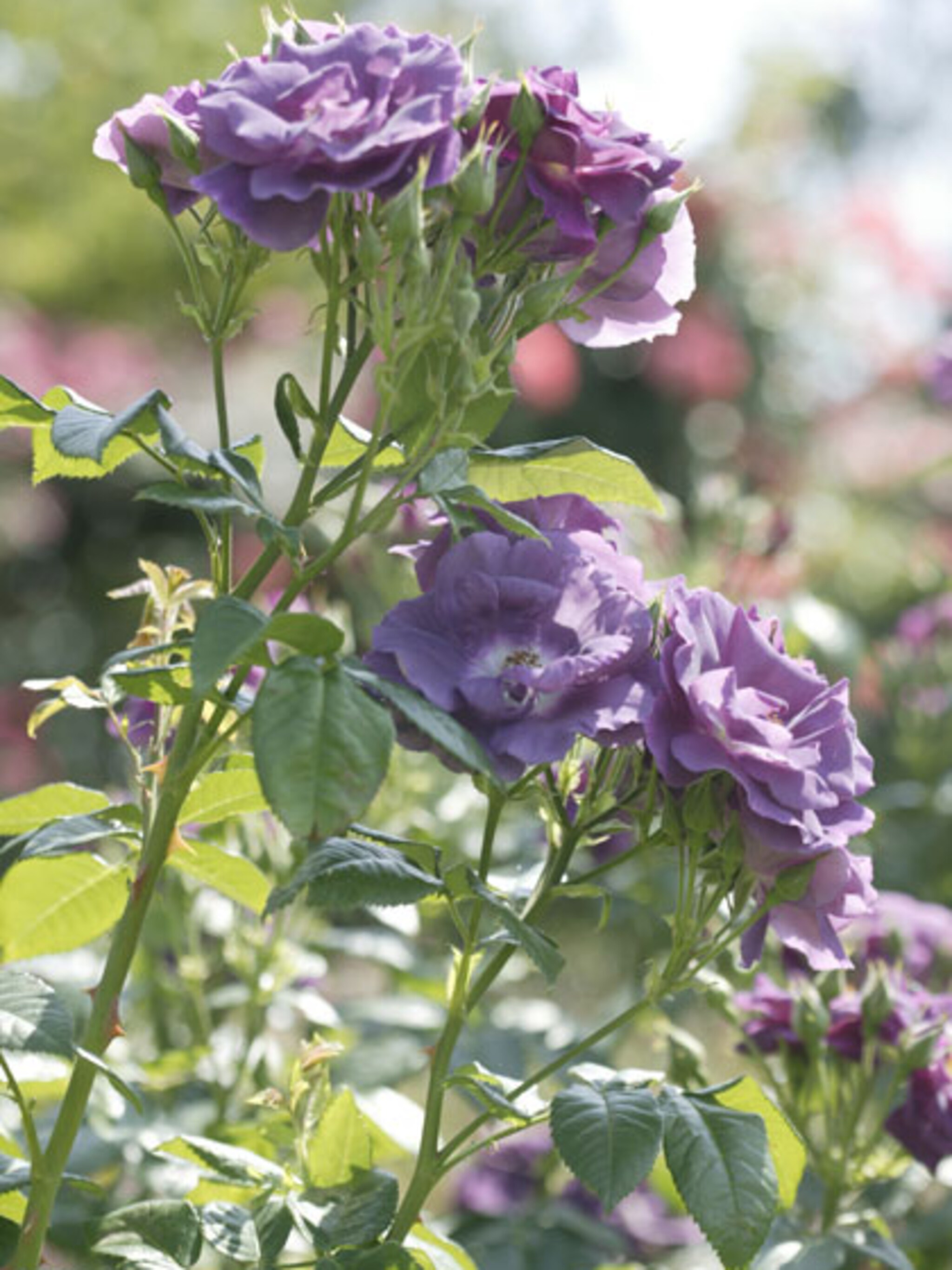 rozen soorten