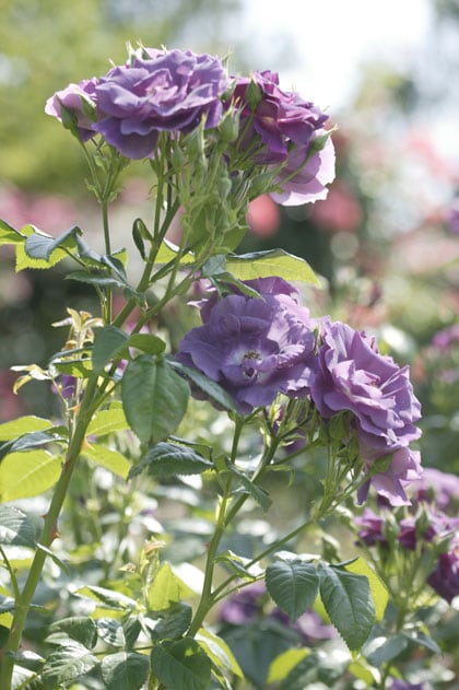 Soorten rozen