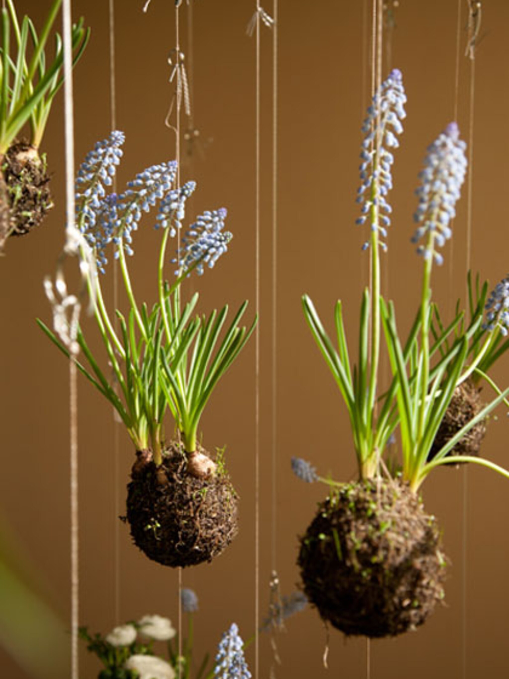 planten aan een touwtje