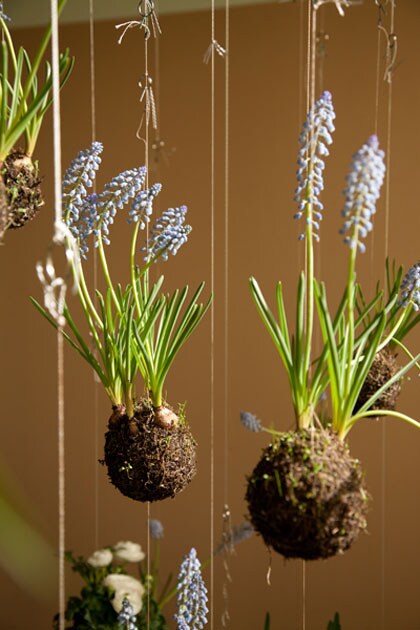 String Garden