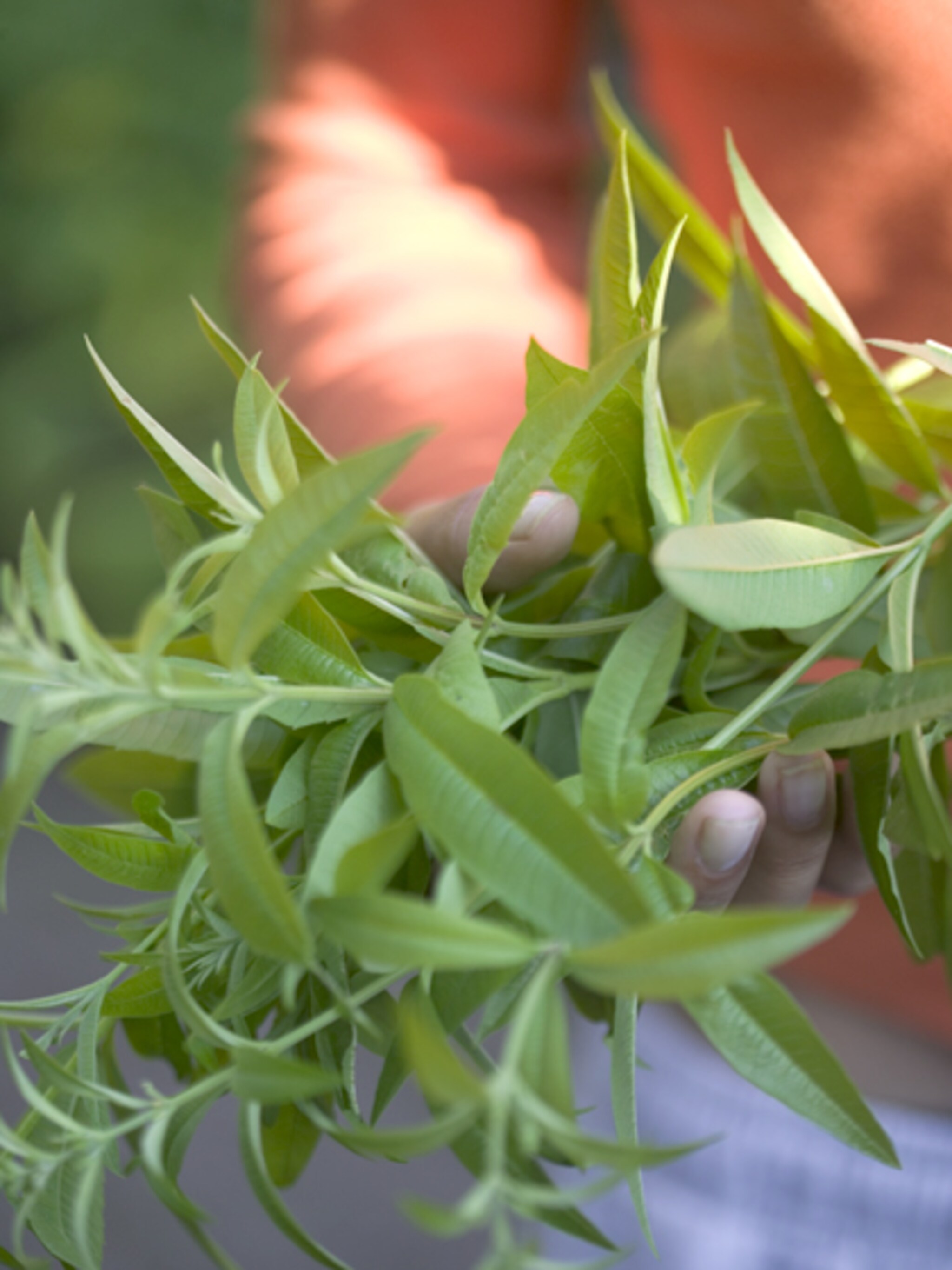 verveine stekken