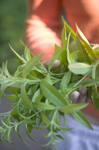 verveine citroenverbena stekken
