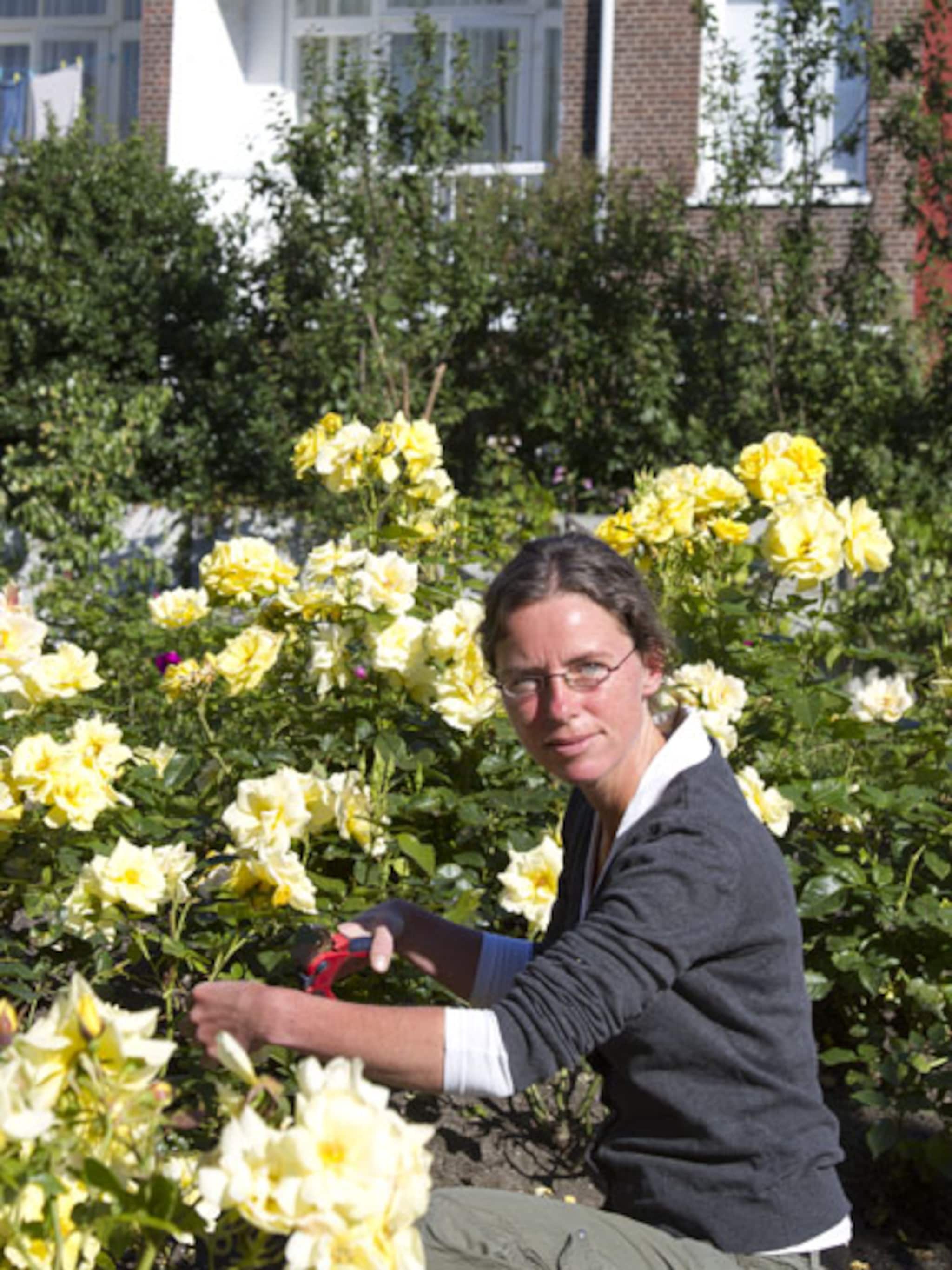 rozen stekken