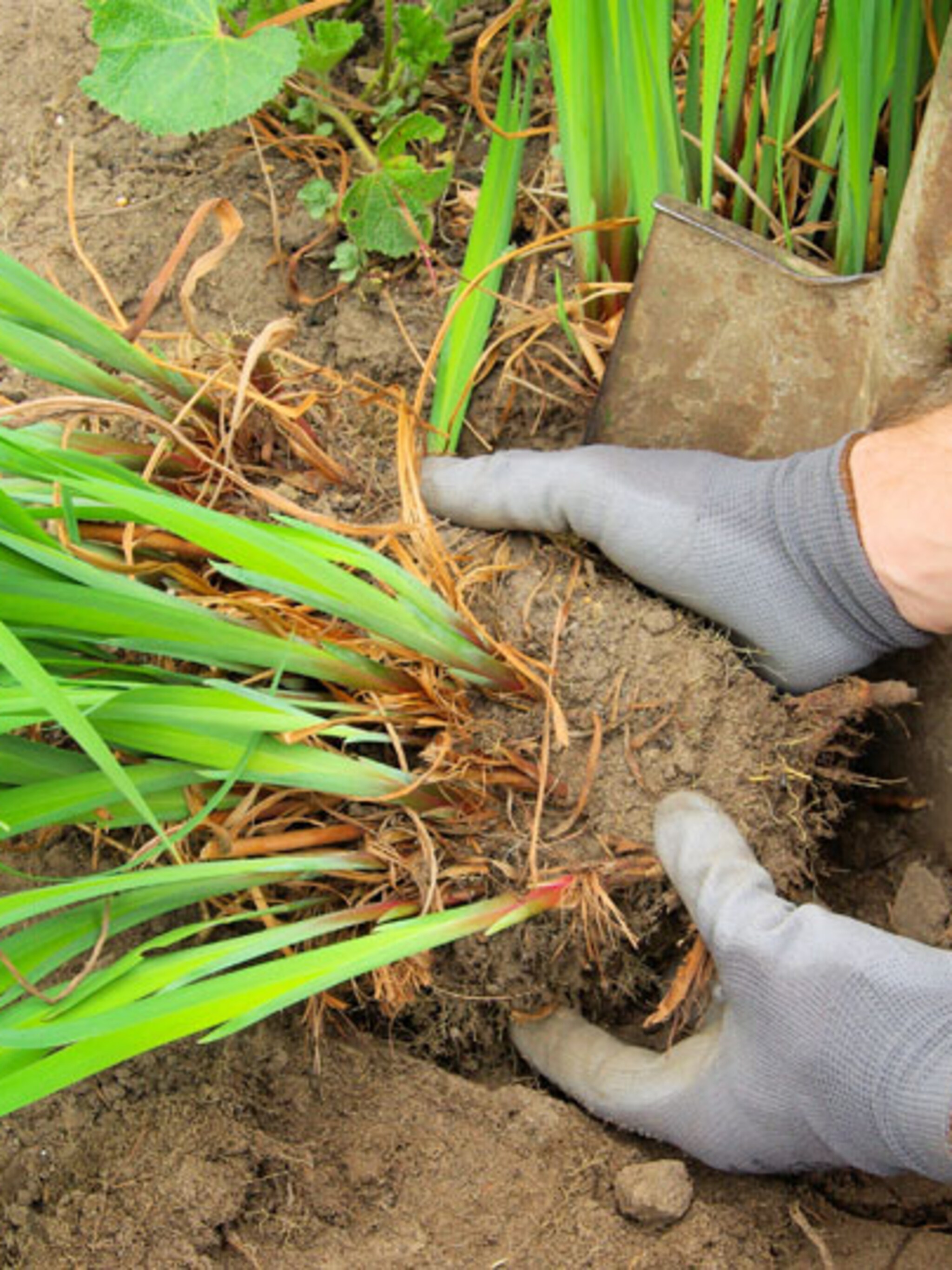 planten-delen