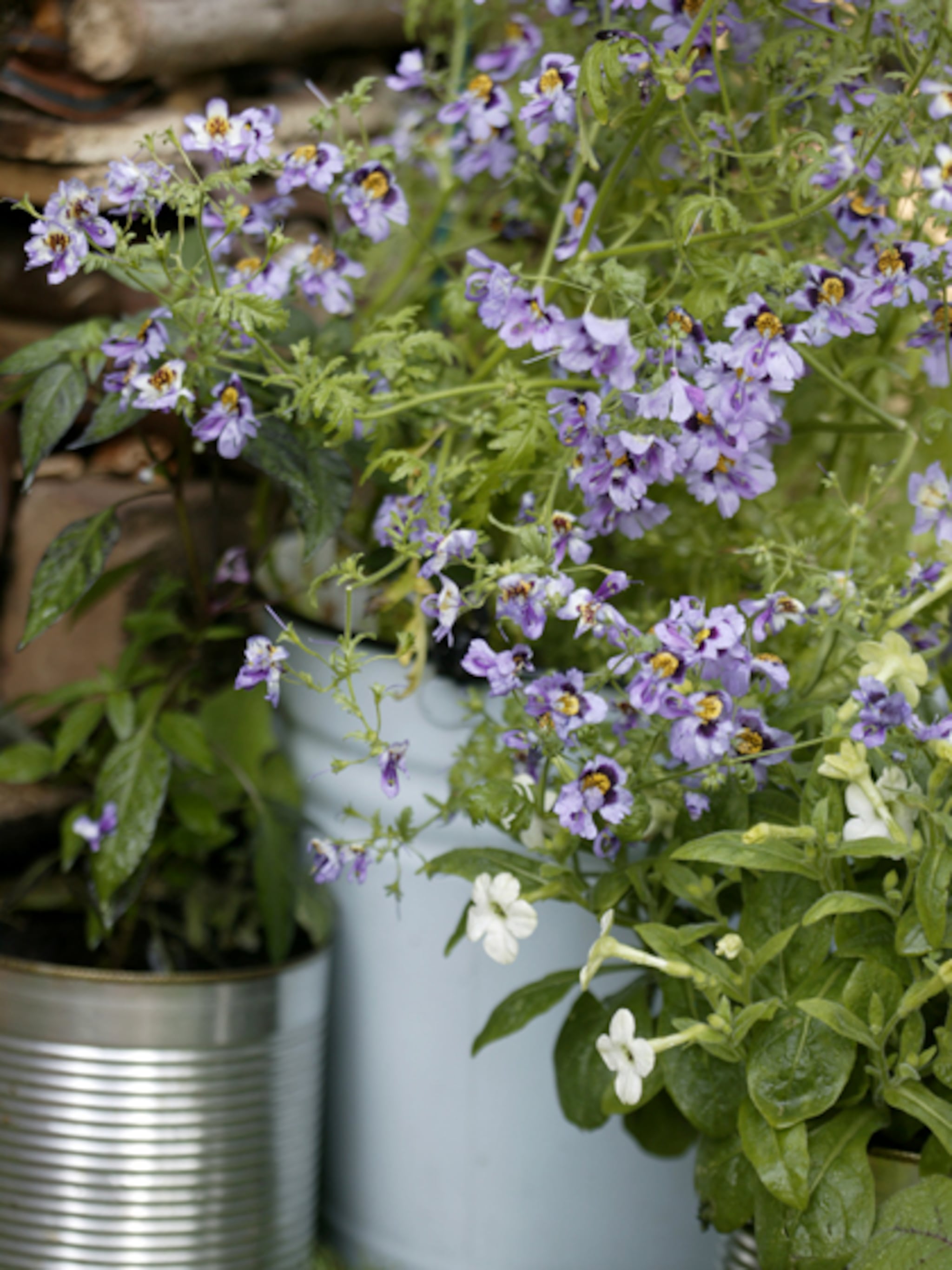 planten in pot of bak