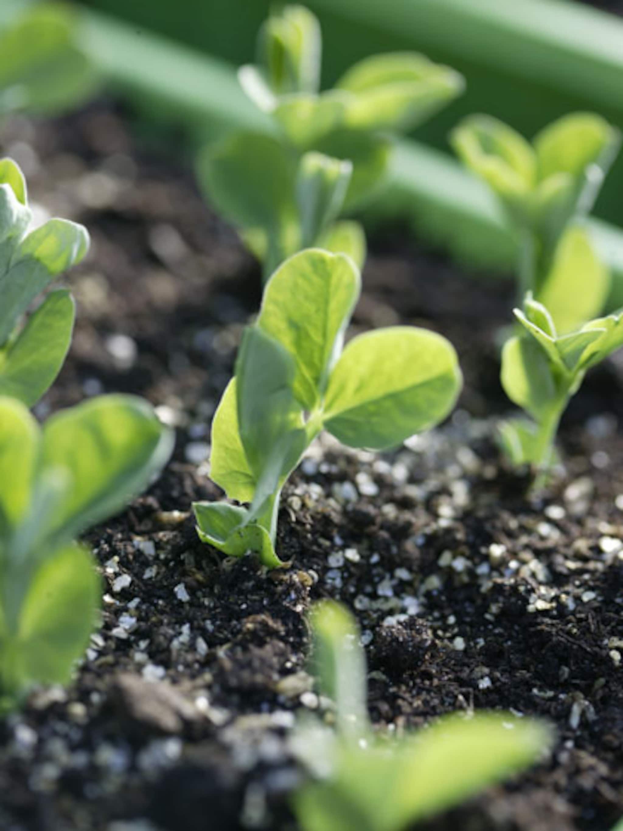 moestuin zaaikalender