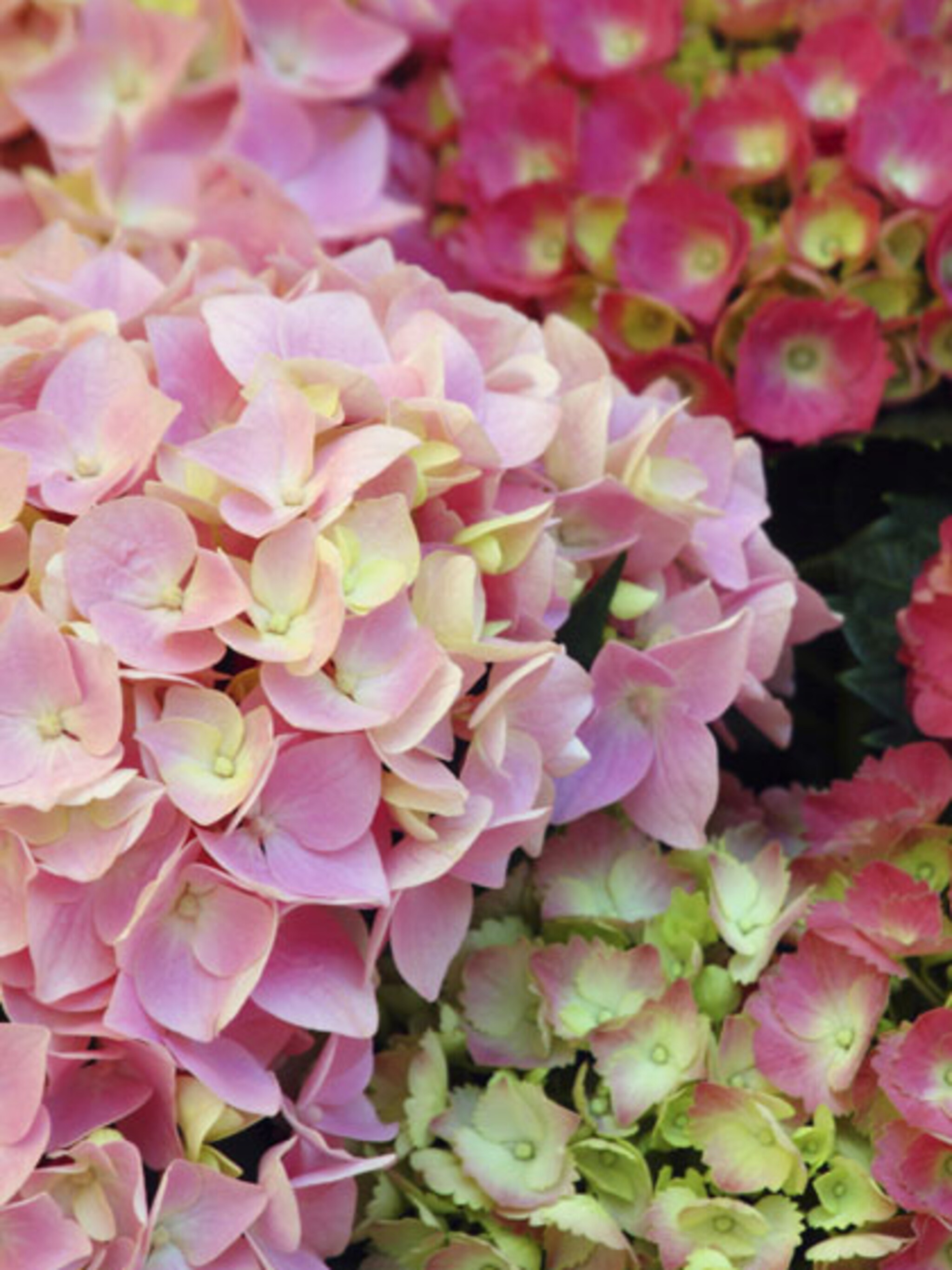 hortensia verzorging