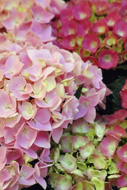 Hortensia verzorging