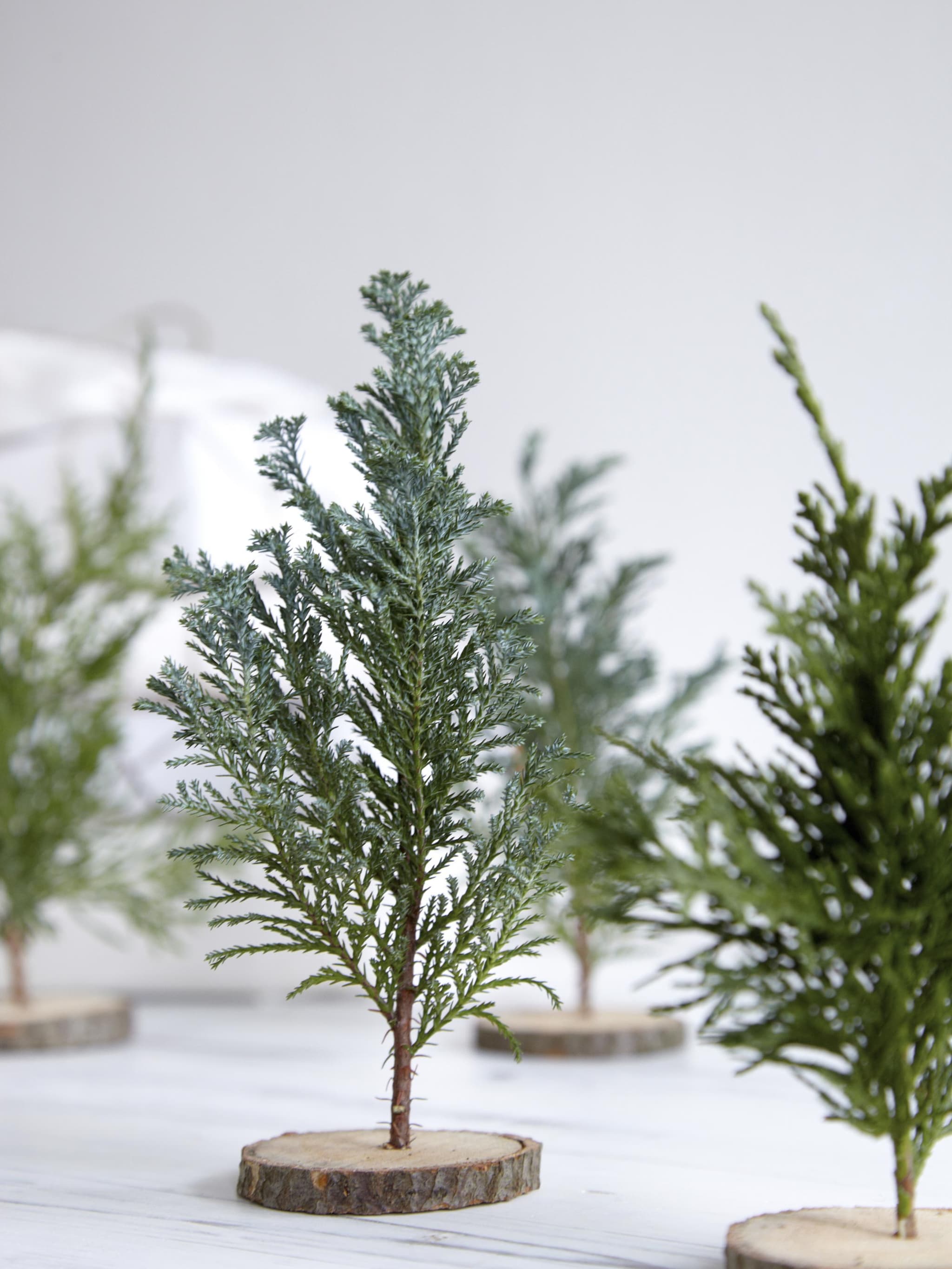 kerstboom kopen