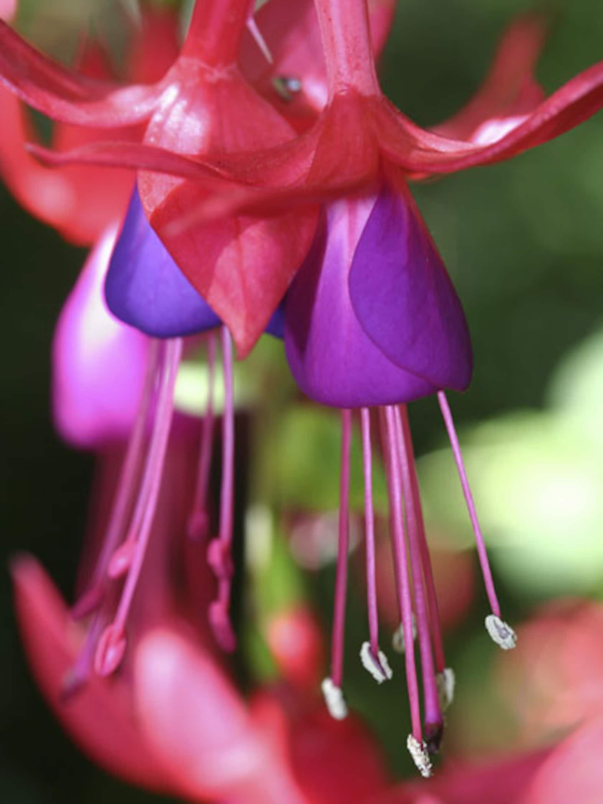 geranium en fuchsia stekken