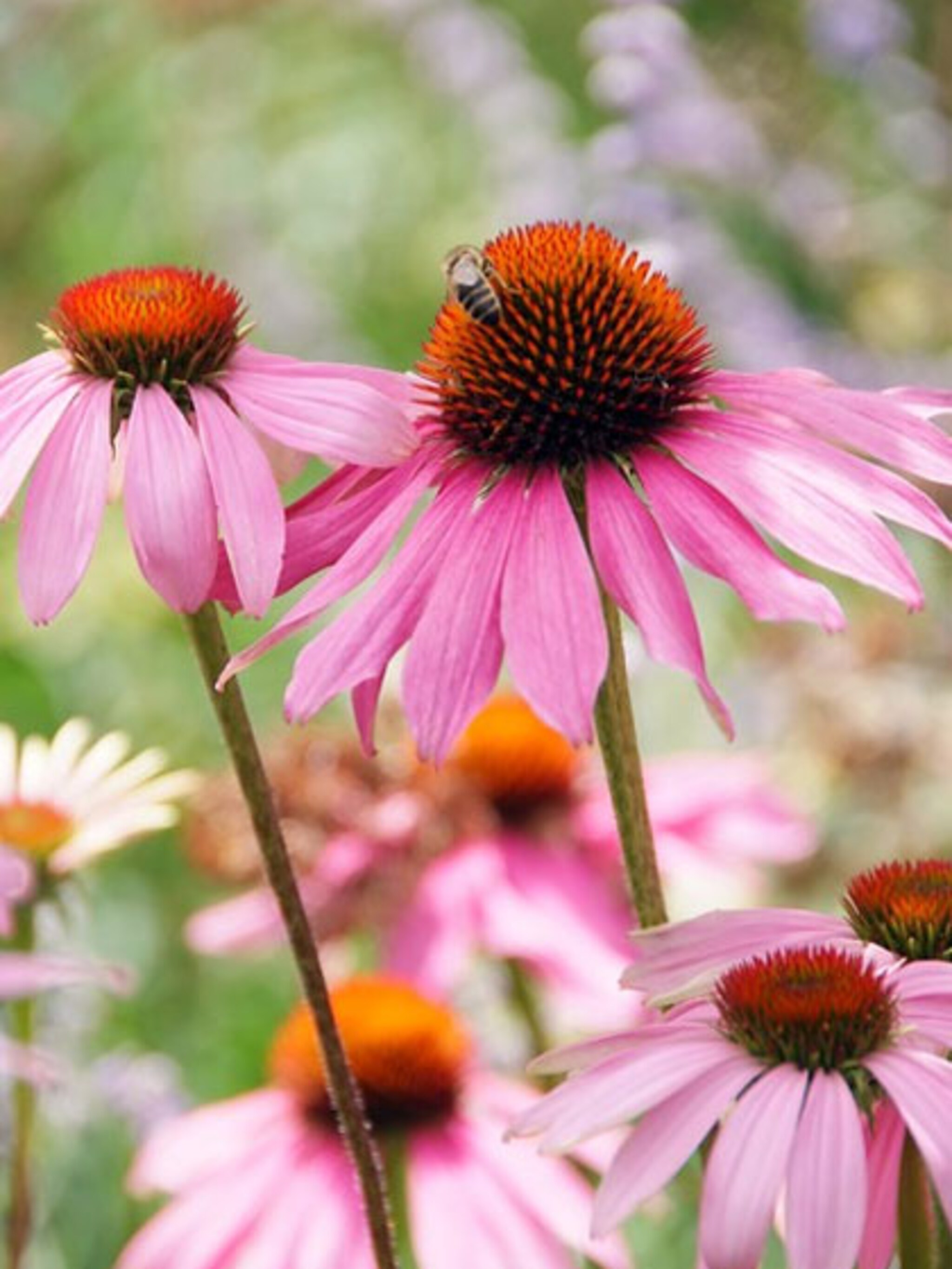 vlinderplanten top 10