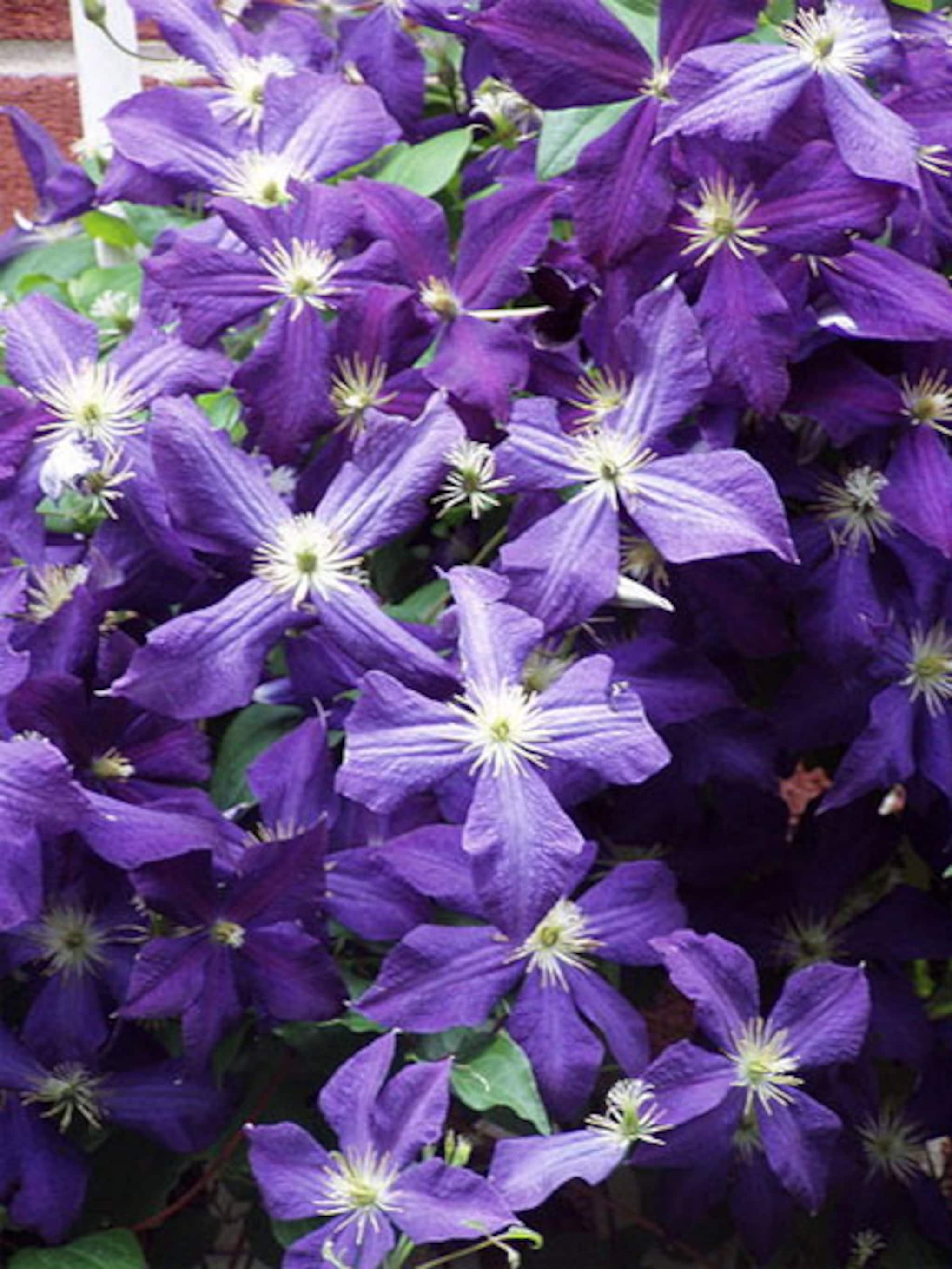 clematis planten