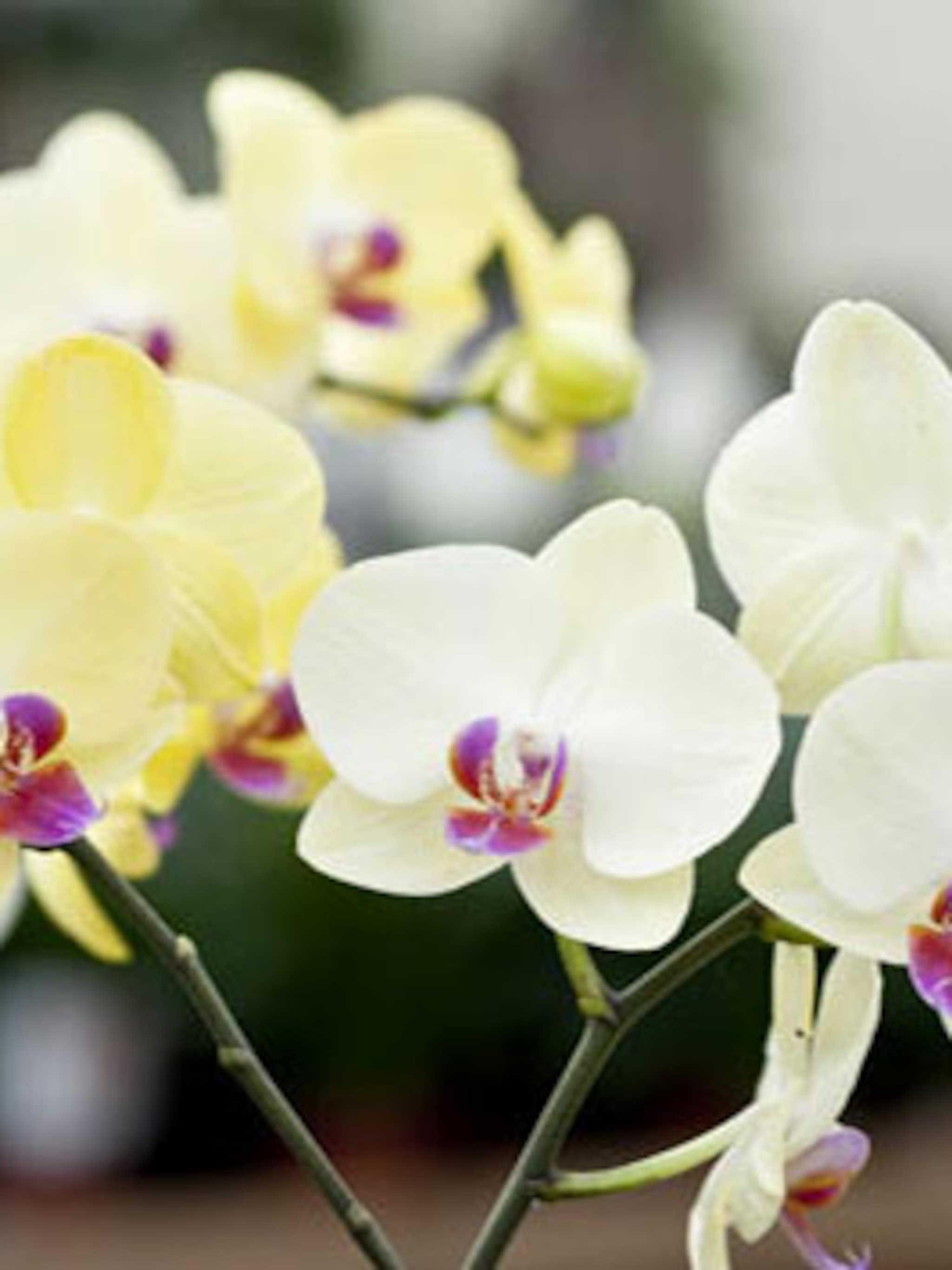 orchidee verzorgen