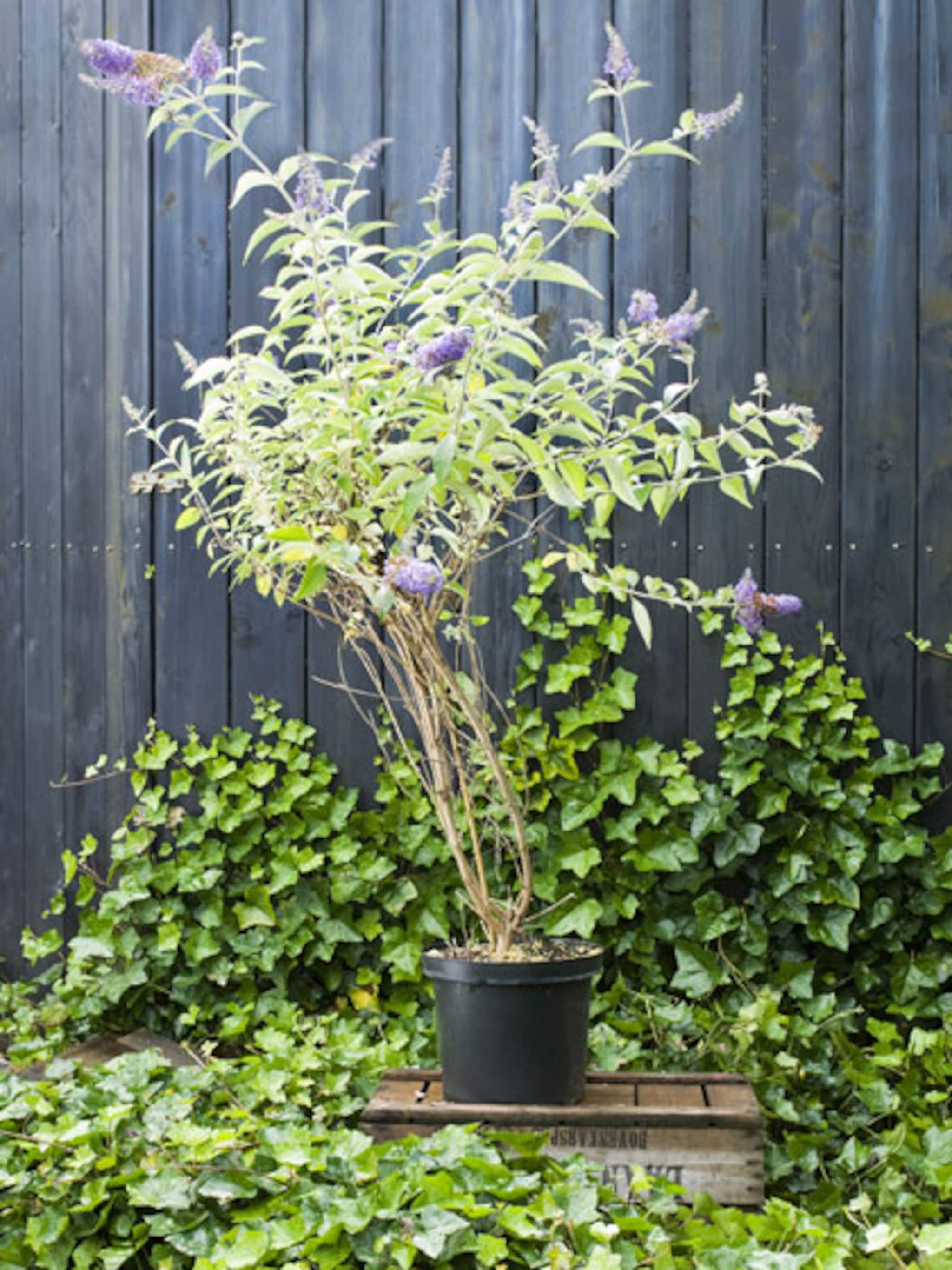 vlinderstruik planten