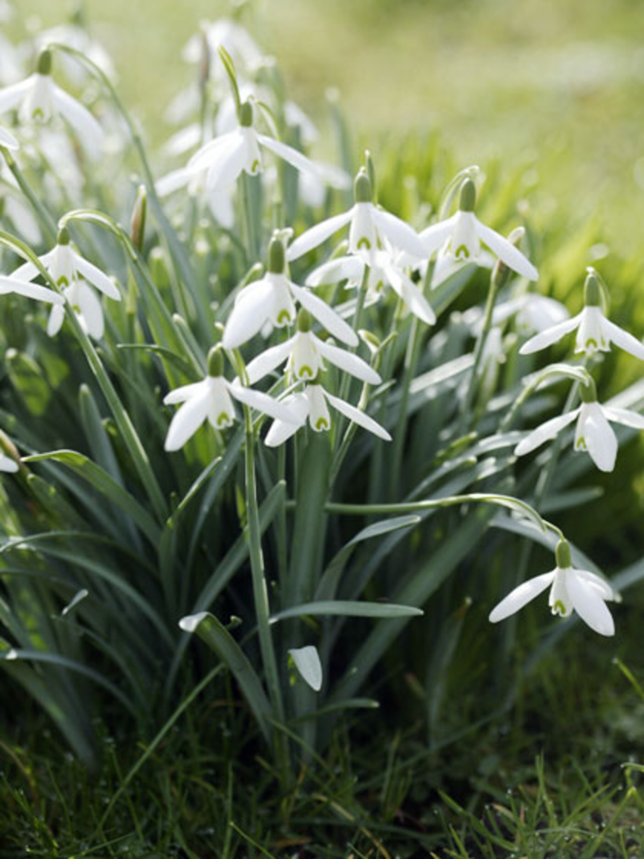 sneeuwklokjes planten