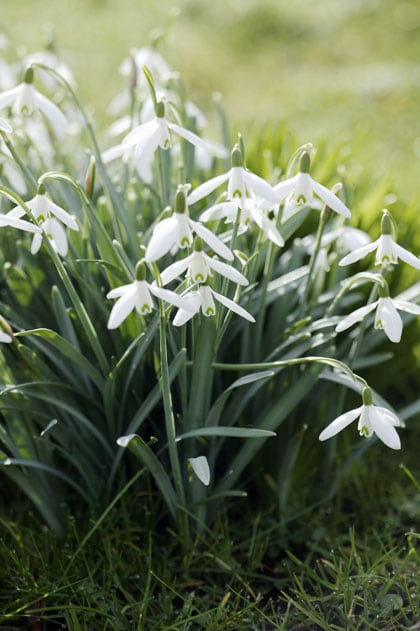 Sneeuwklokjes planten