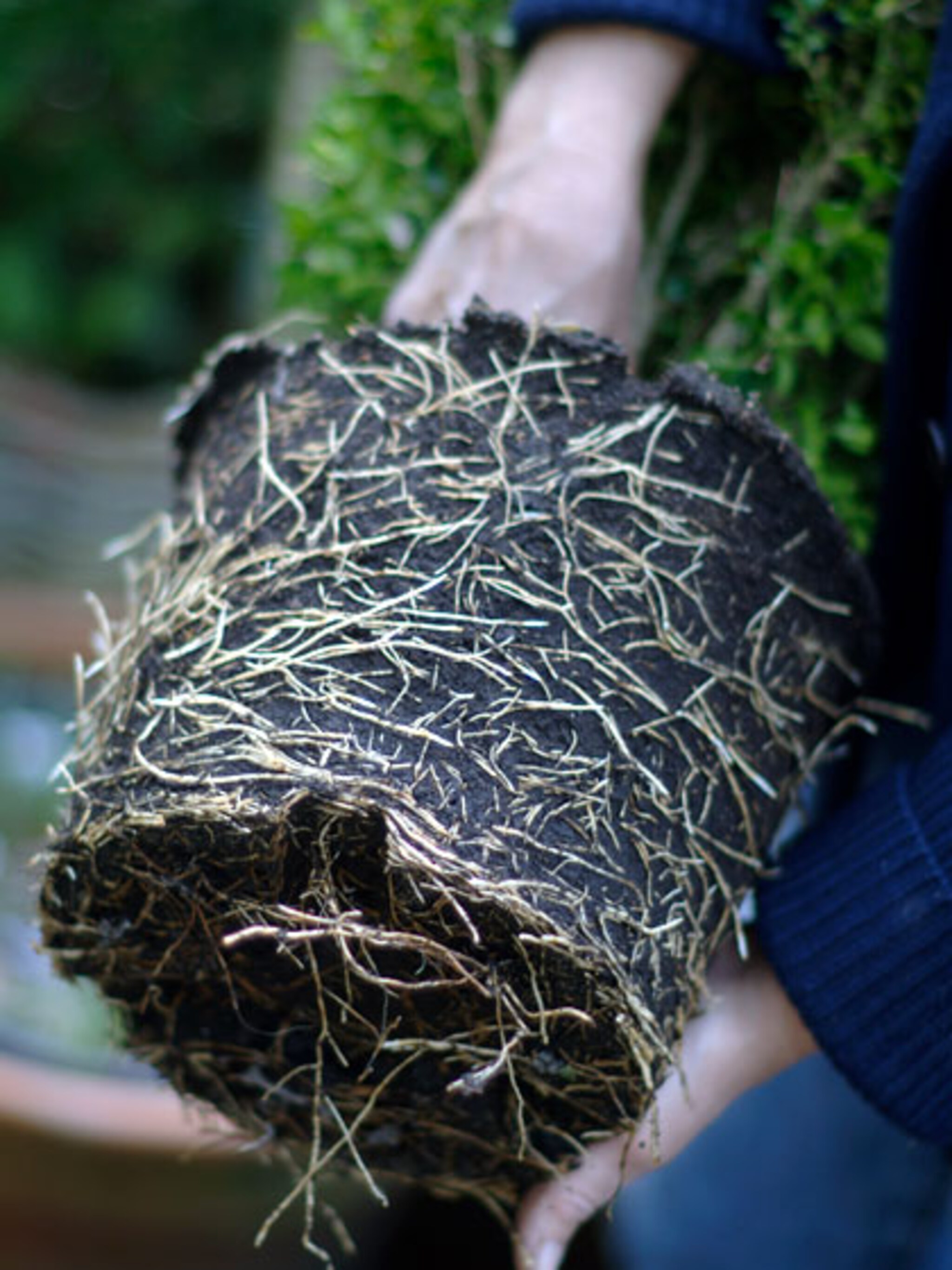 planten verpotten