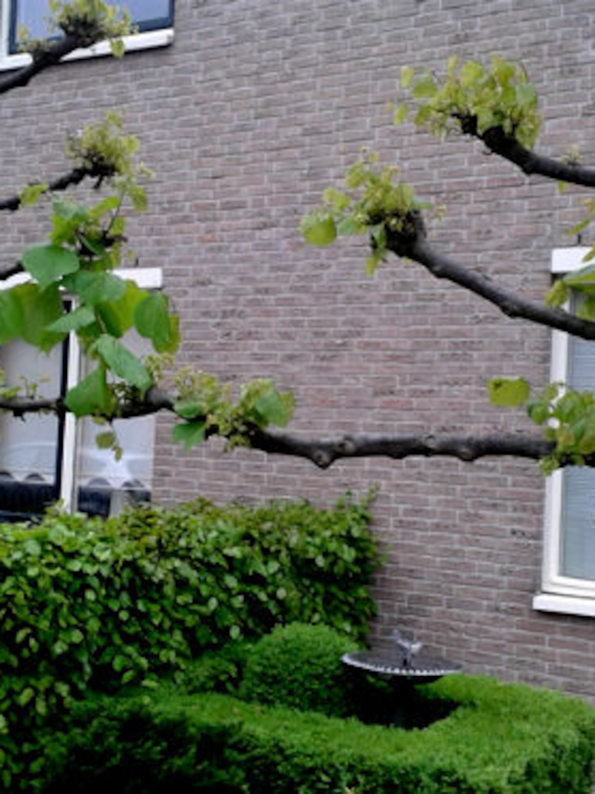 leibomen planten