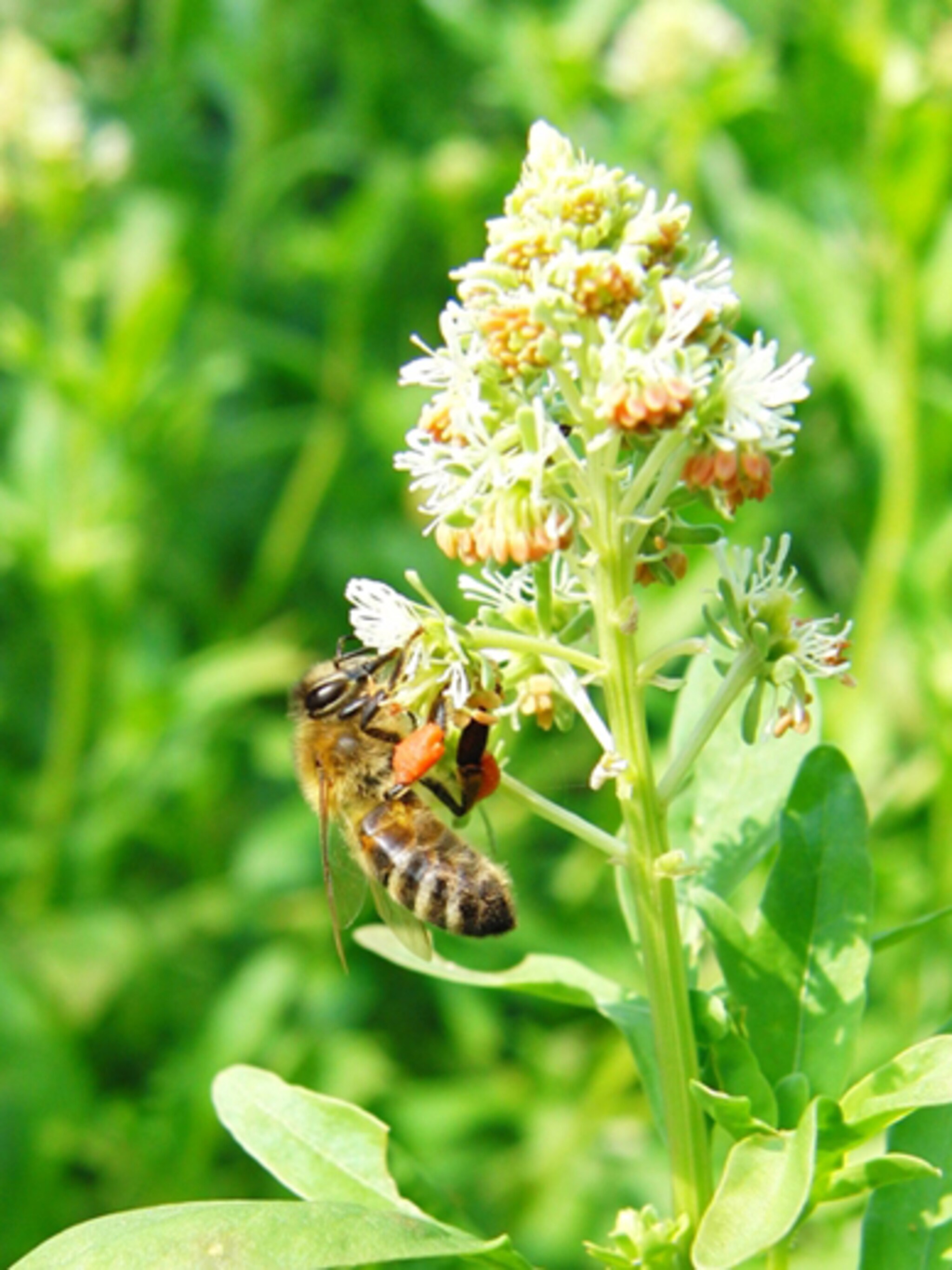 bijenplanten