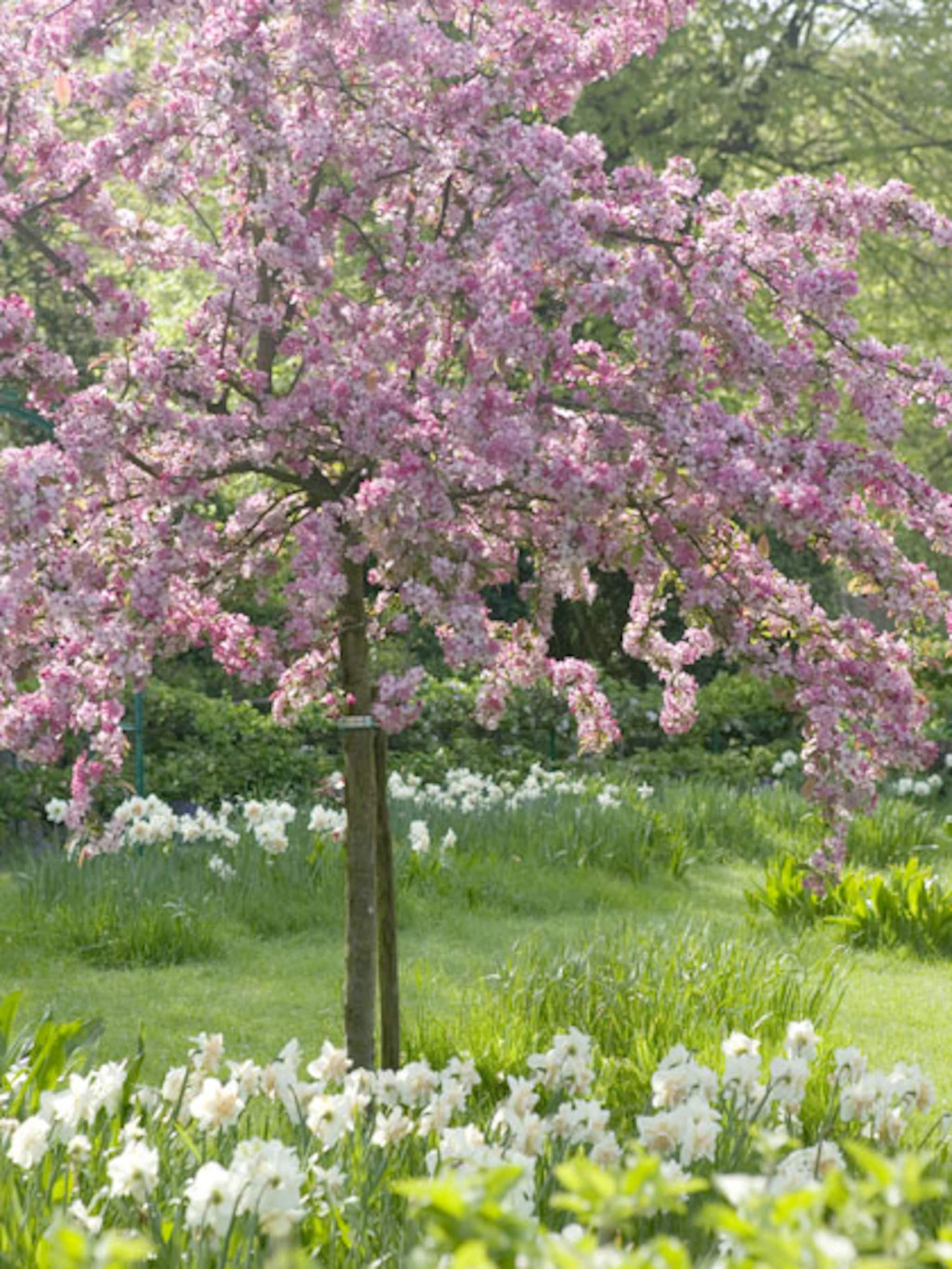 sierkers planten