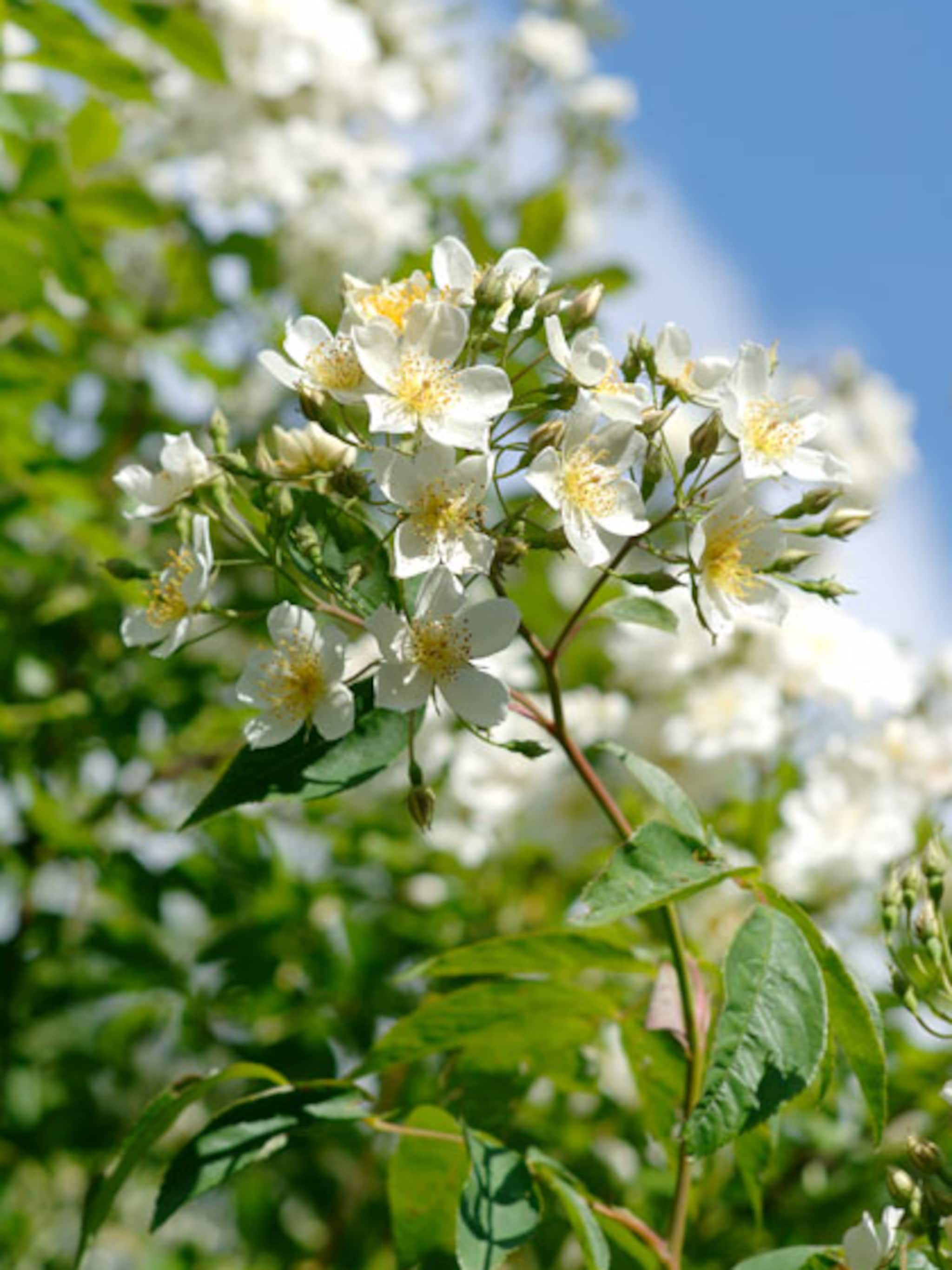 fruitboom planten