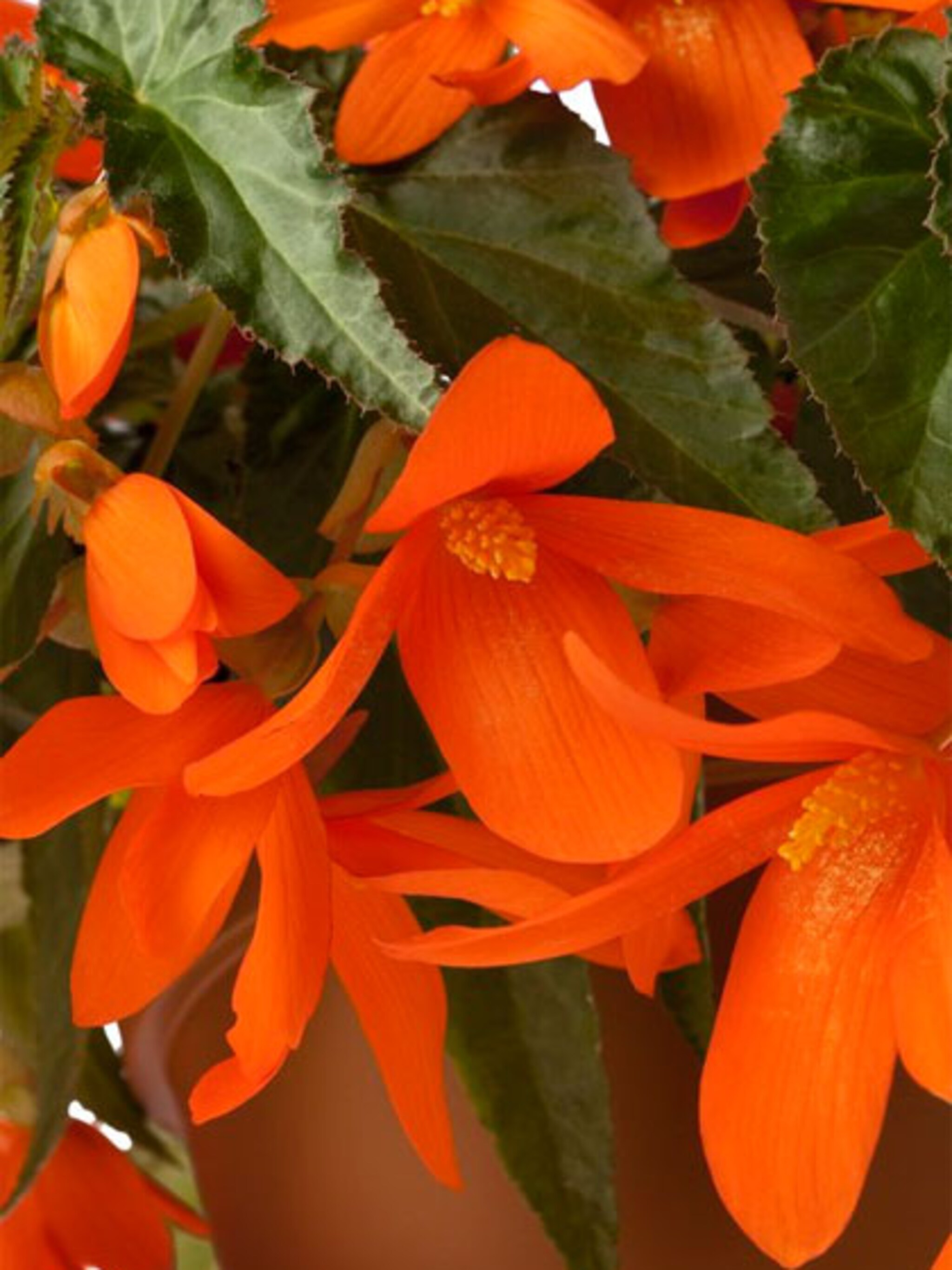 begonia verzorging