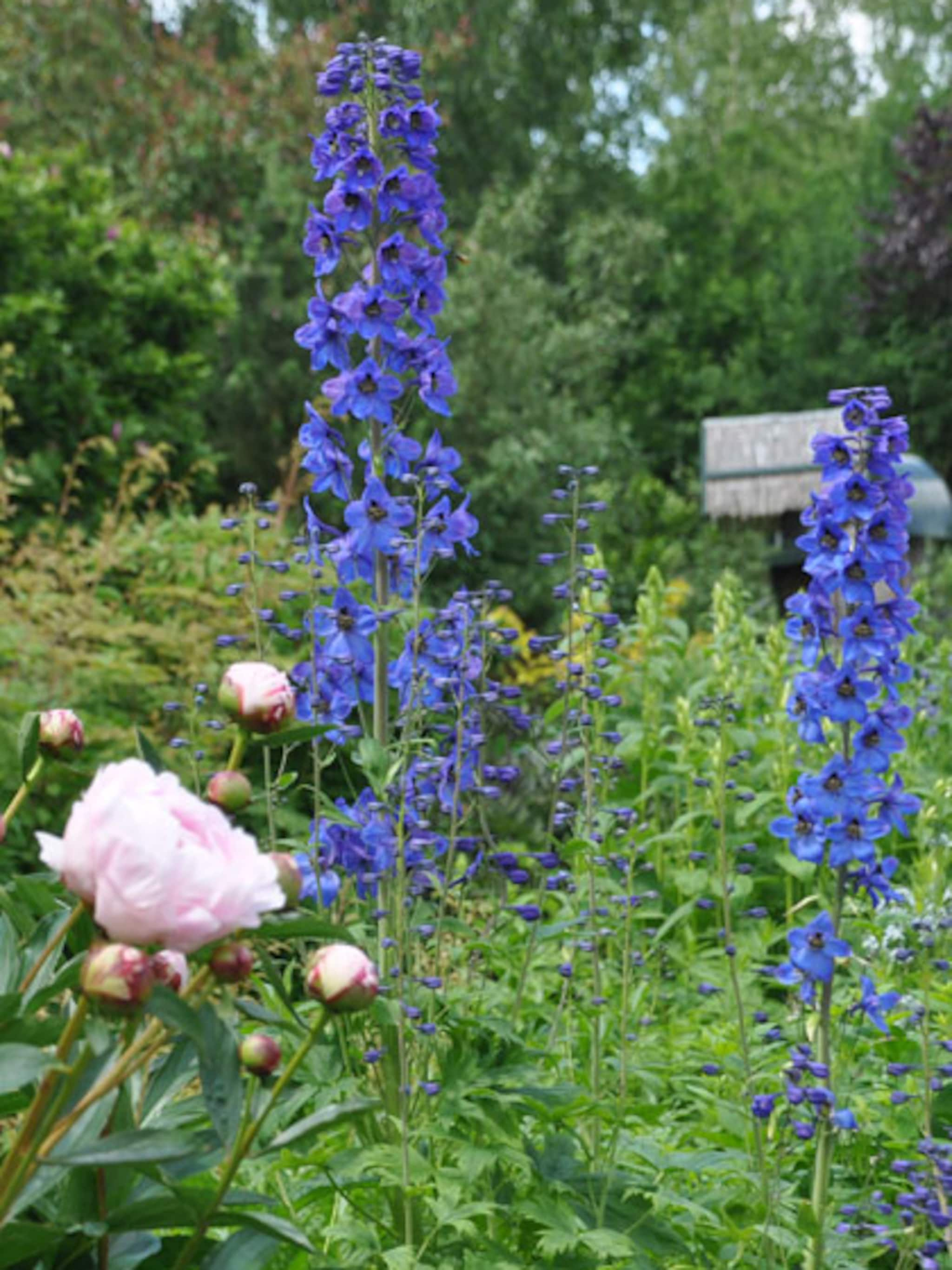 vaste-snijbloemen