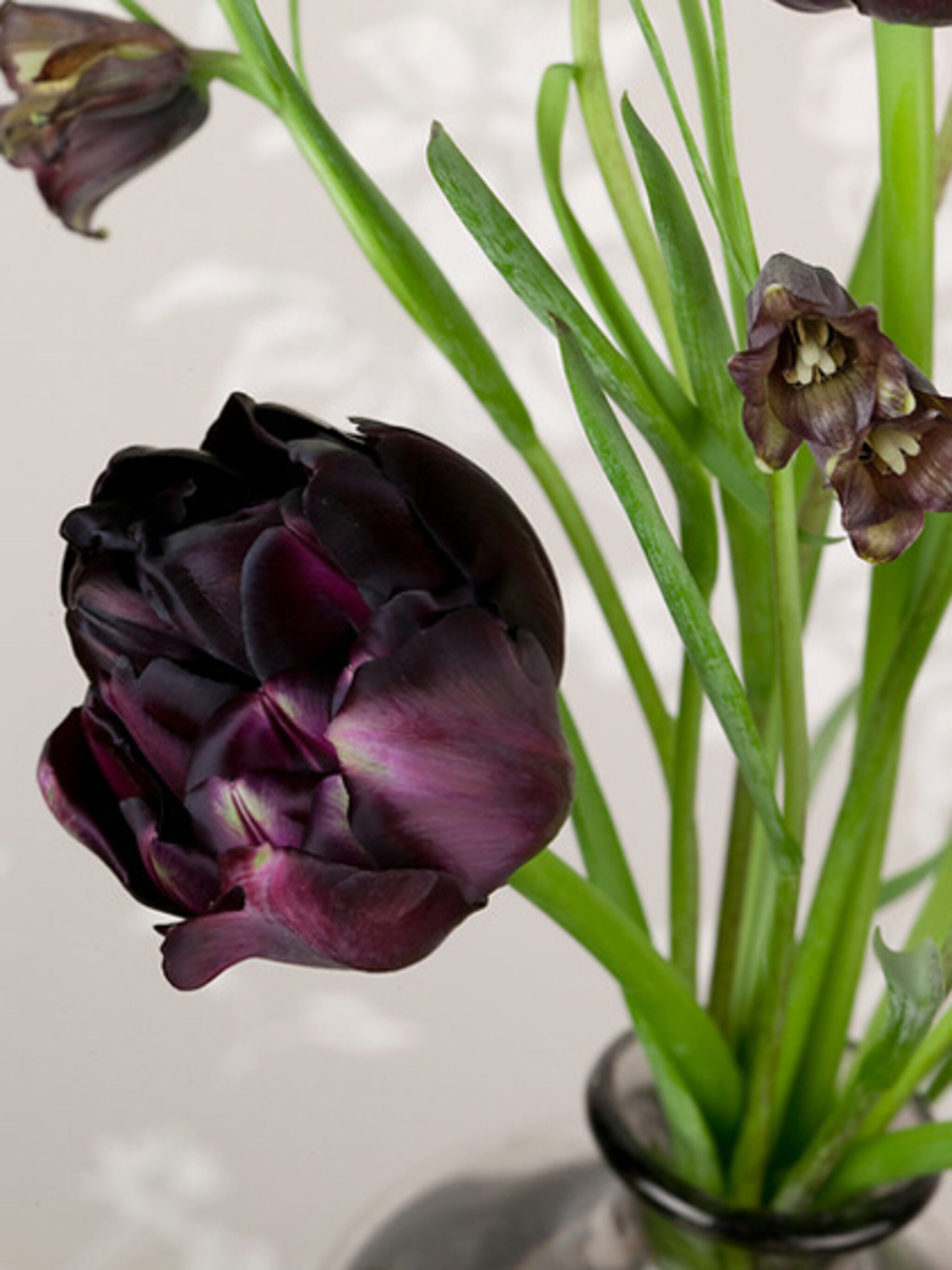 zwarte tulpen