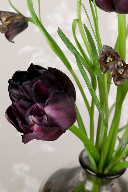 zwarte tulpen