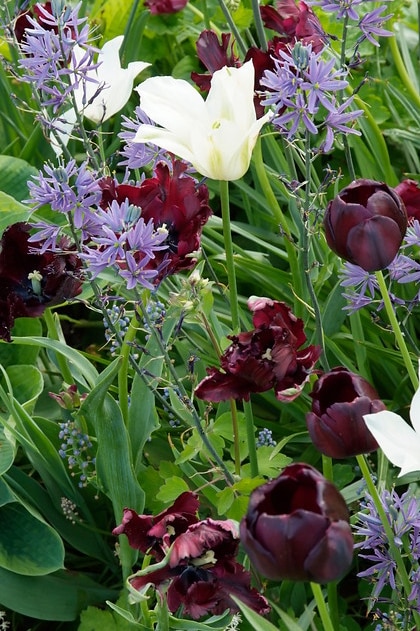Zwarte tulpen