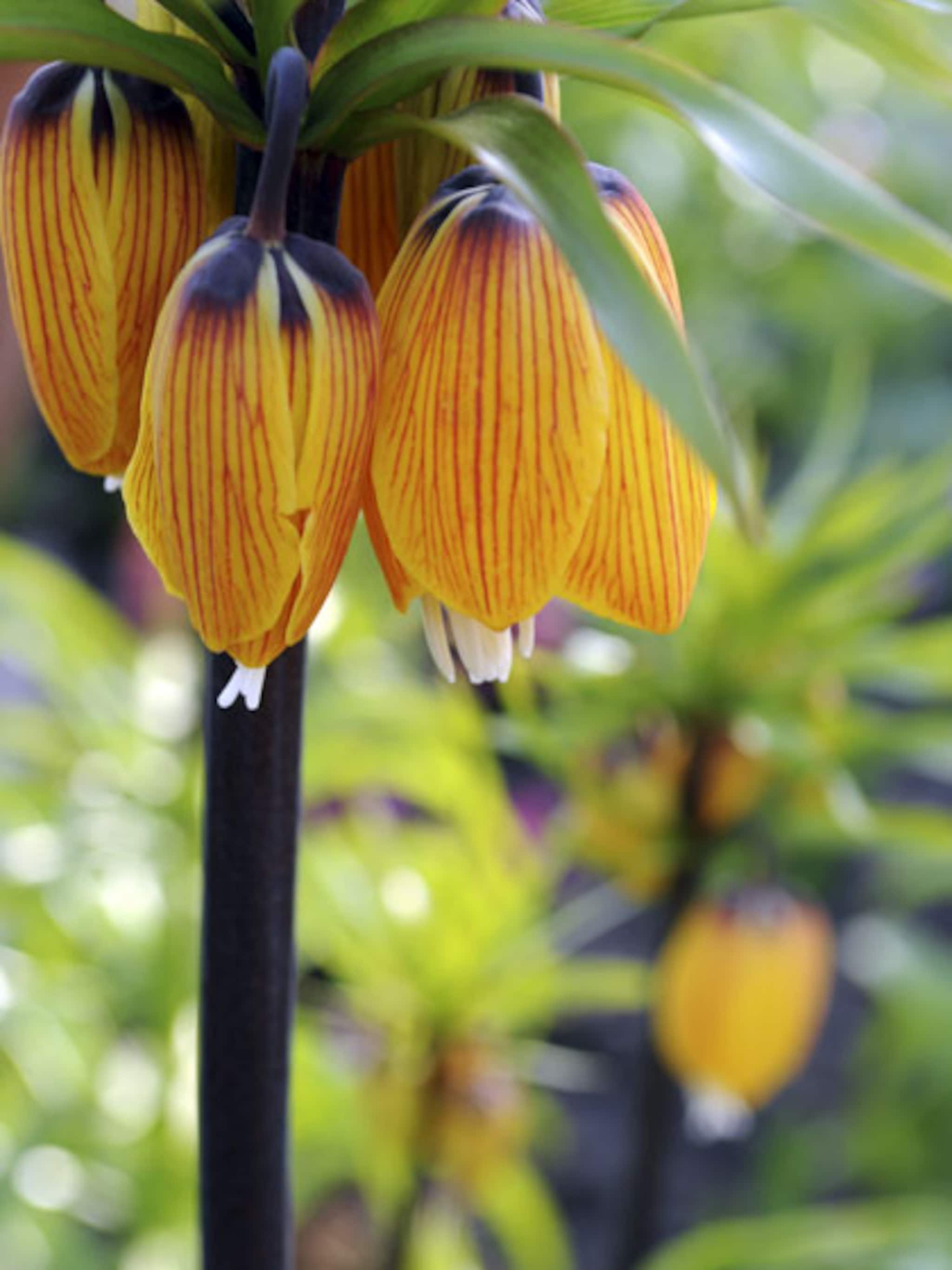 keizerskroon planten