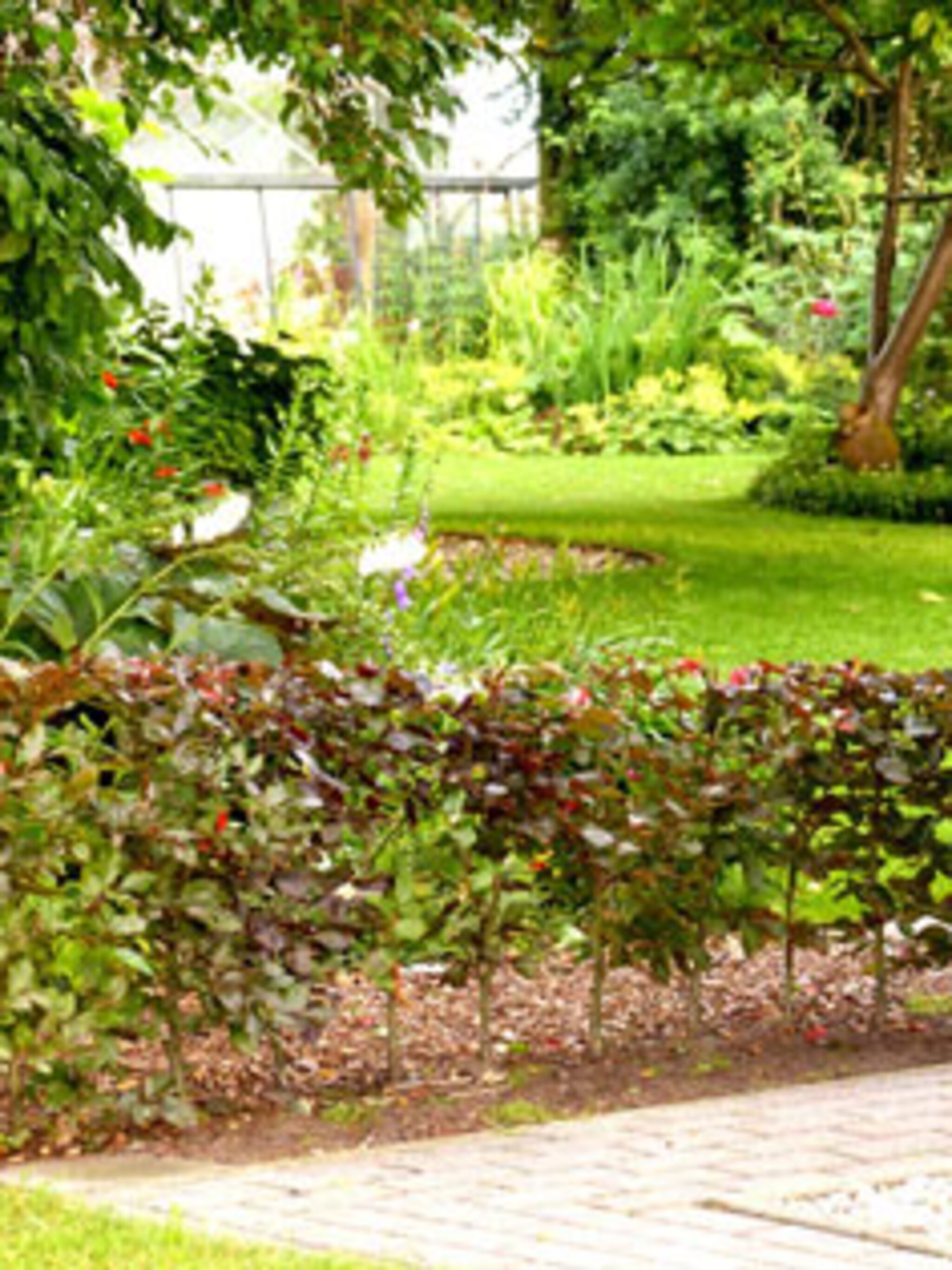 beukenhaag of haagbeuk
