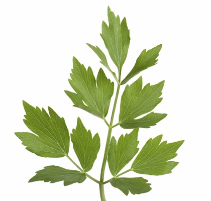 Lavas Maggiplant