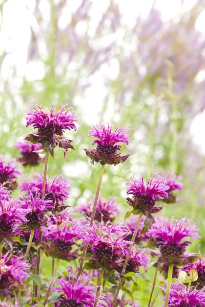 Bergamot