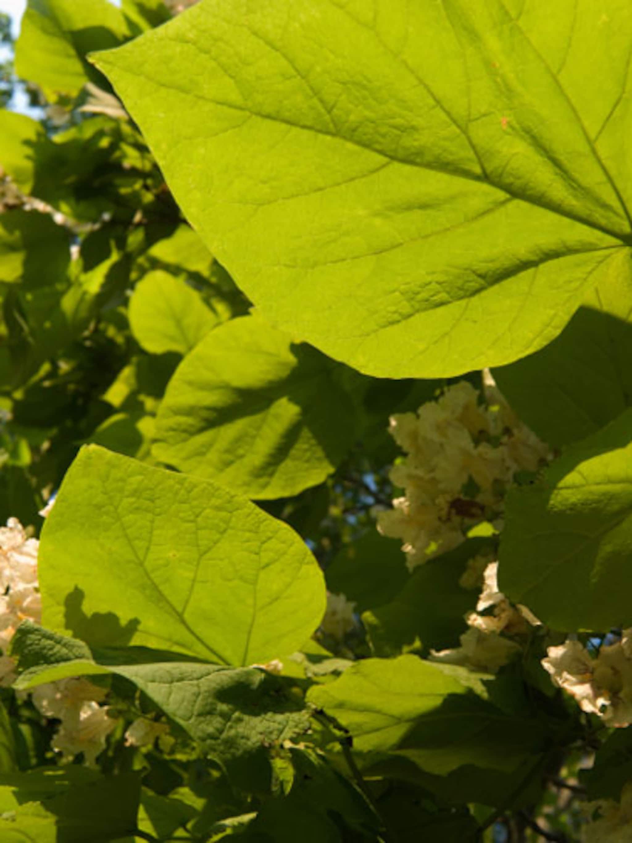 catalpa snoeien