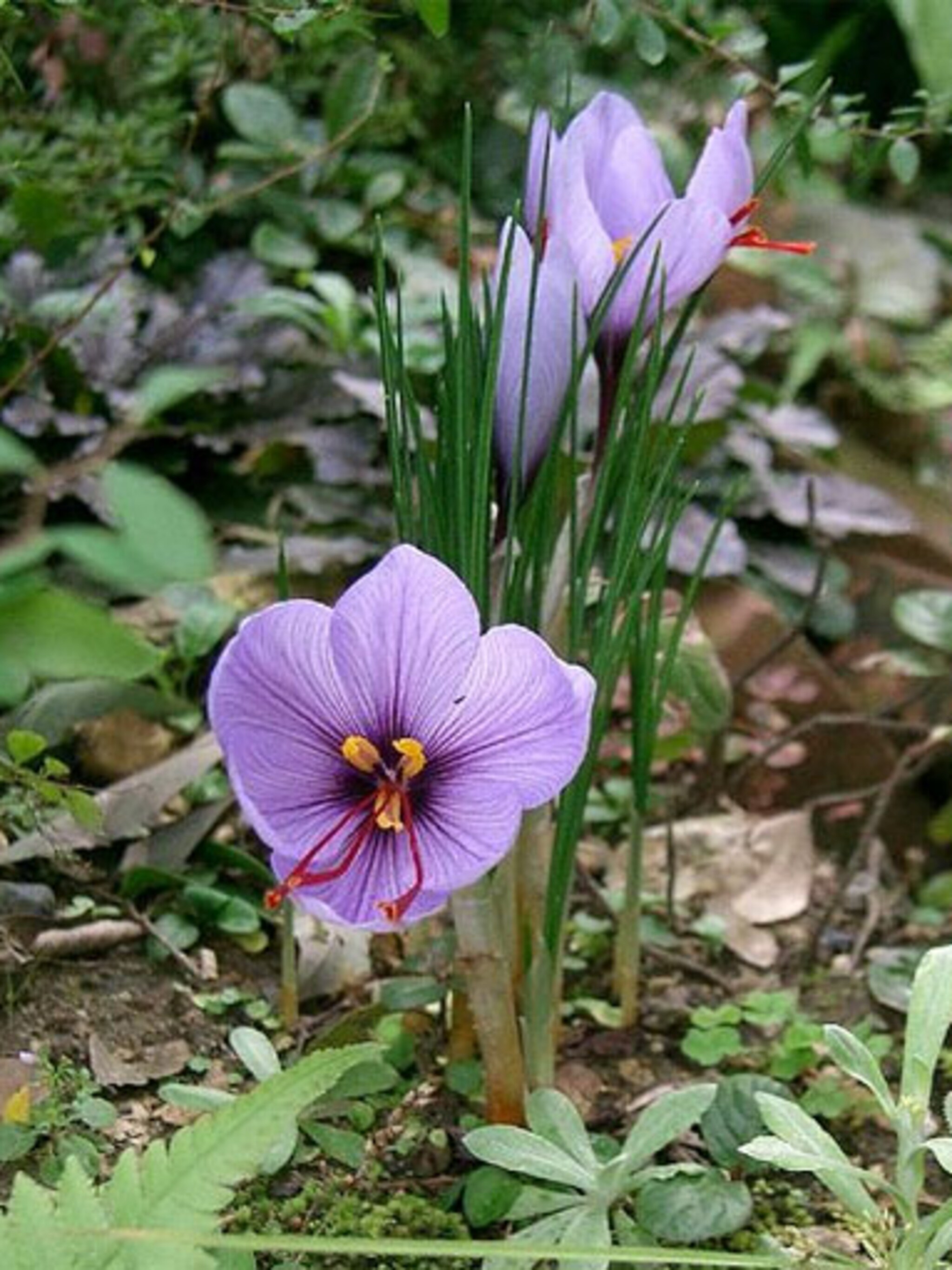 saffraan uit eigen tuin