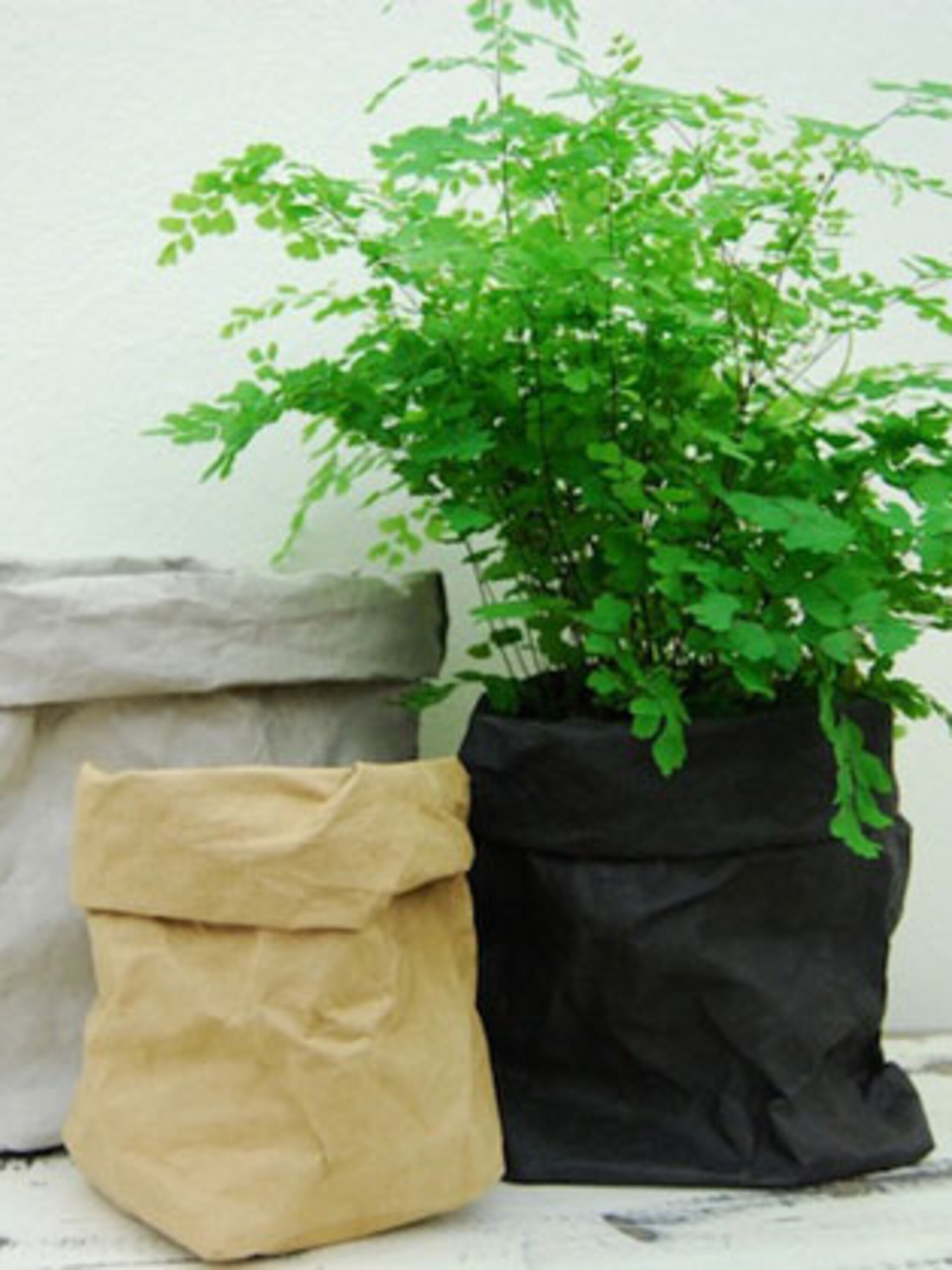 plant in een zak
