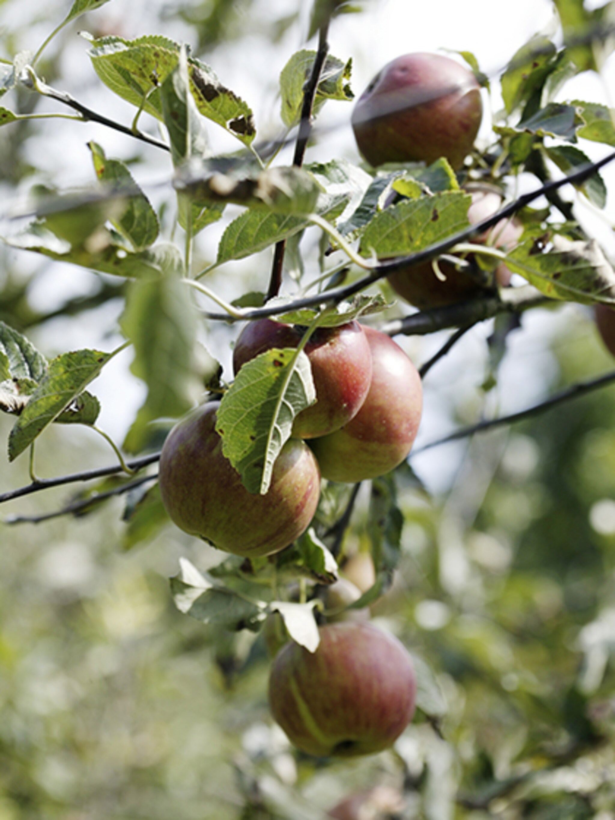 appelboom planten