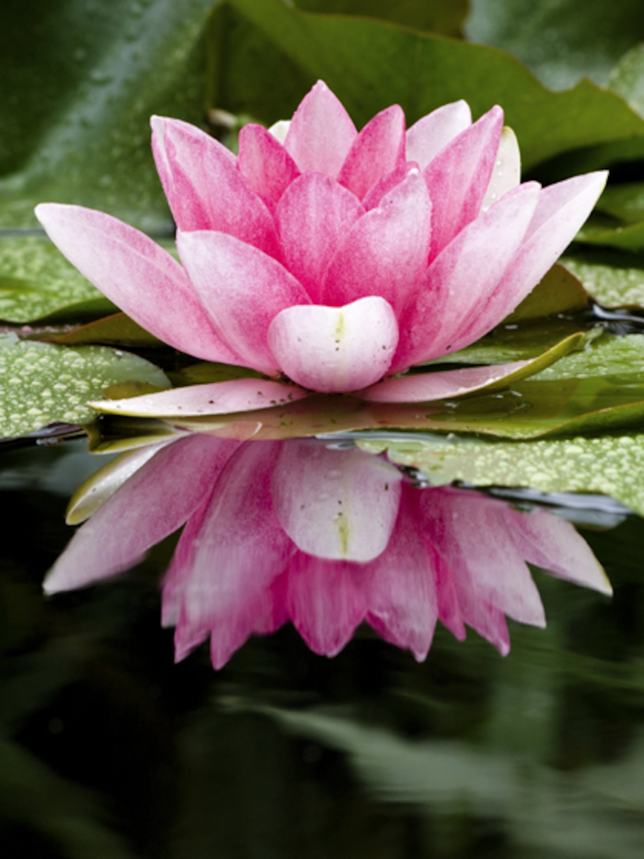 vijverplanten planten