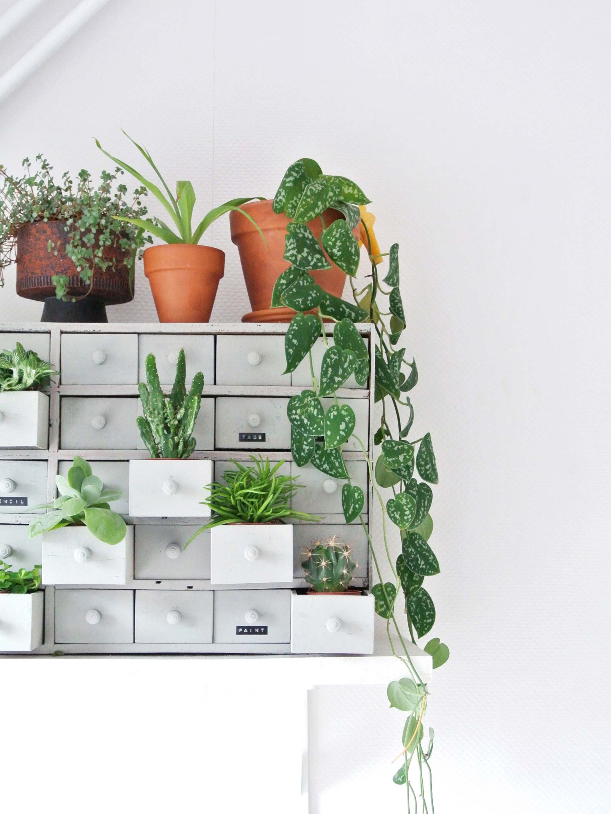 miniplantjes in theekopjes