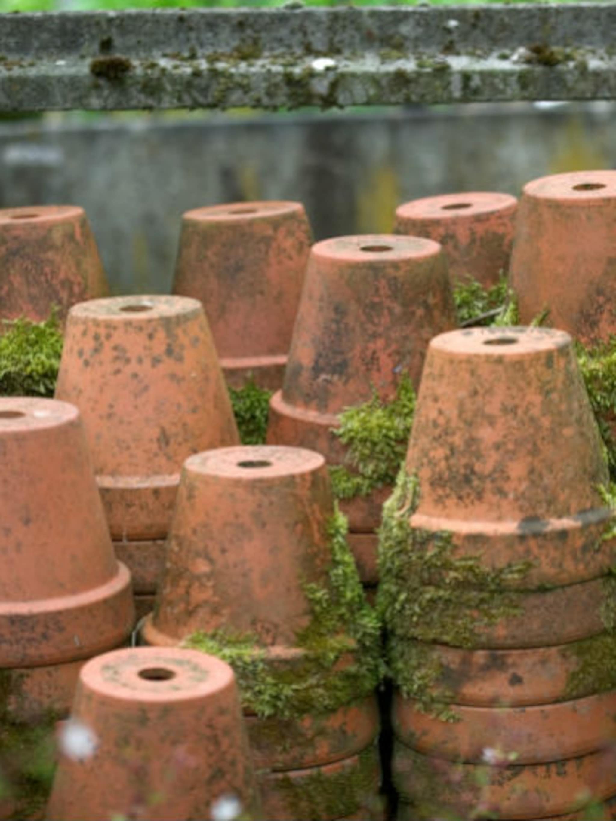 herfsttuin opruimen