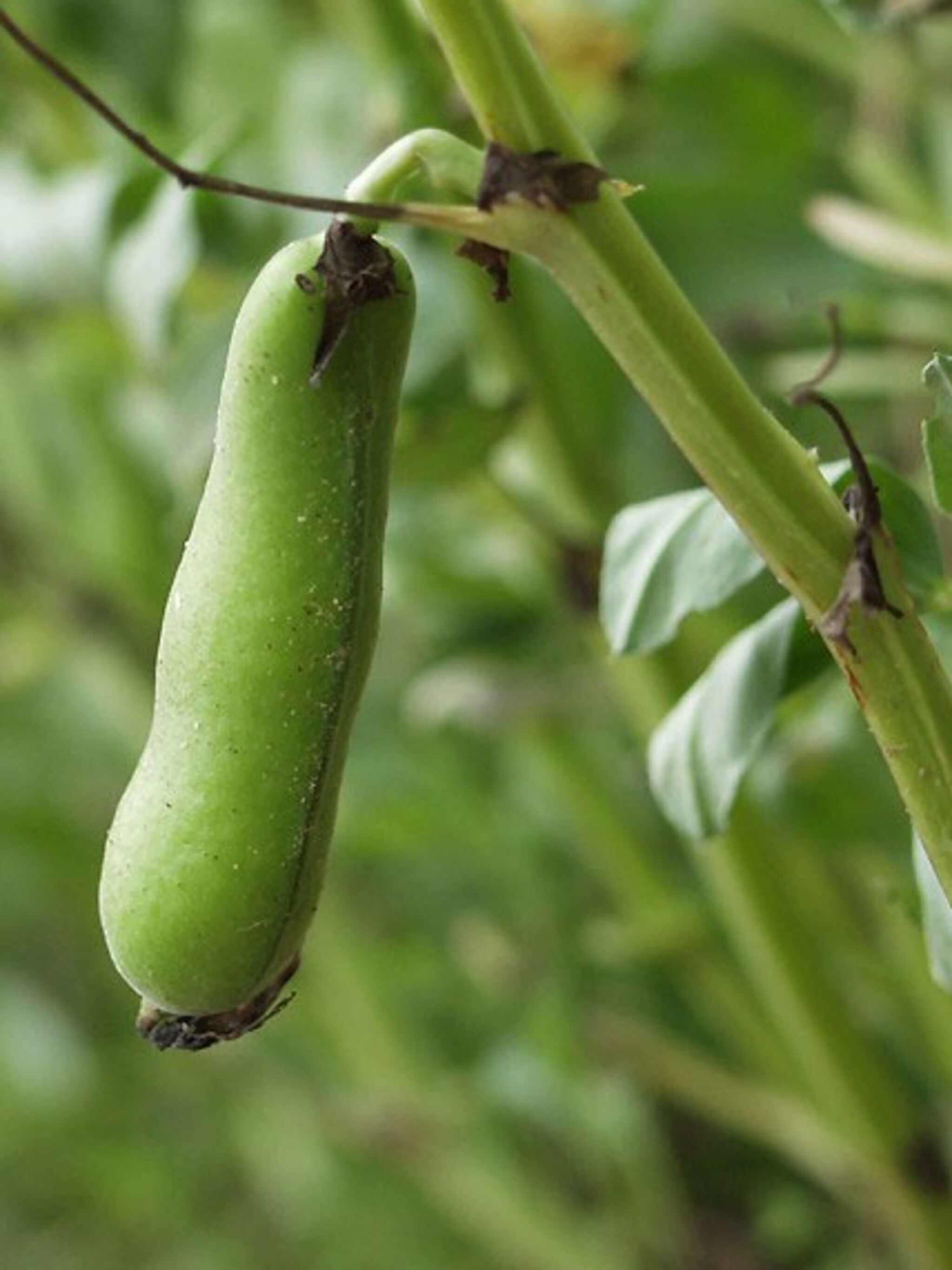tuinbonen kweken