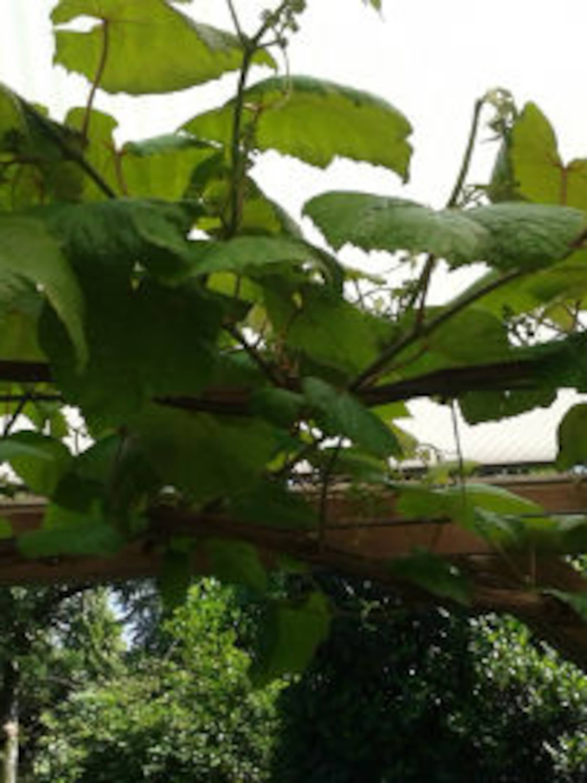pergola klimplanten