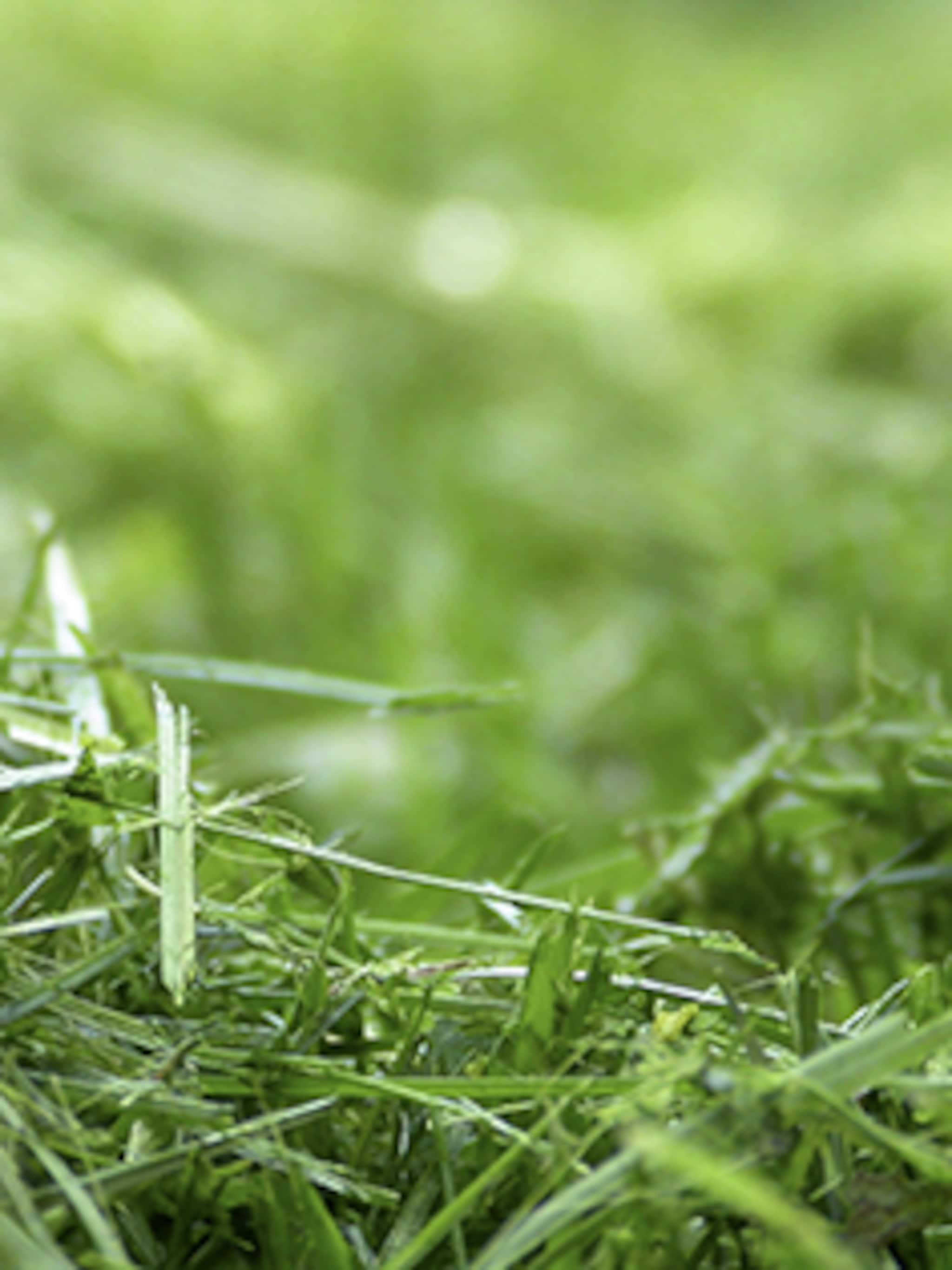 grassoorten