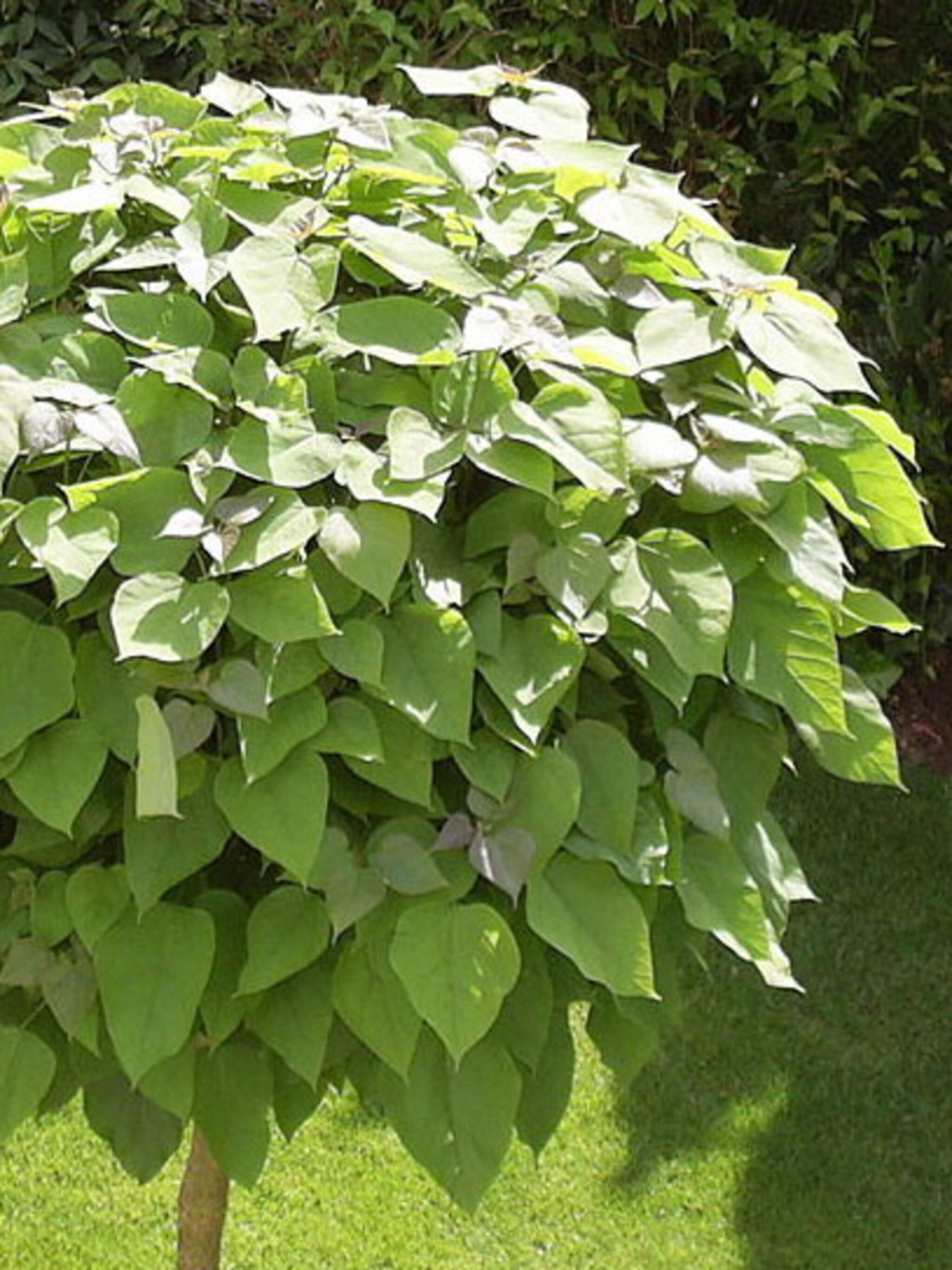 catalpa tips