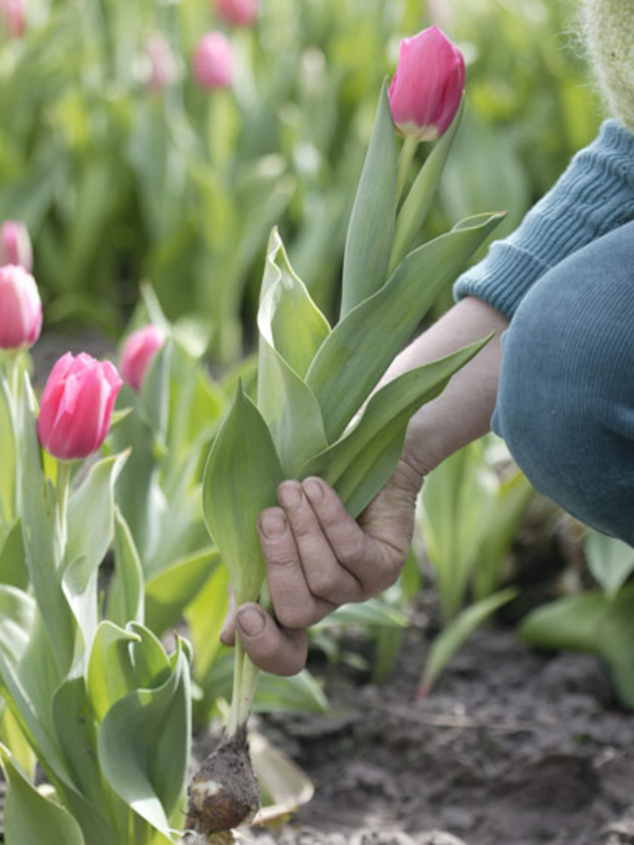 tulpen planten