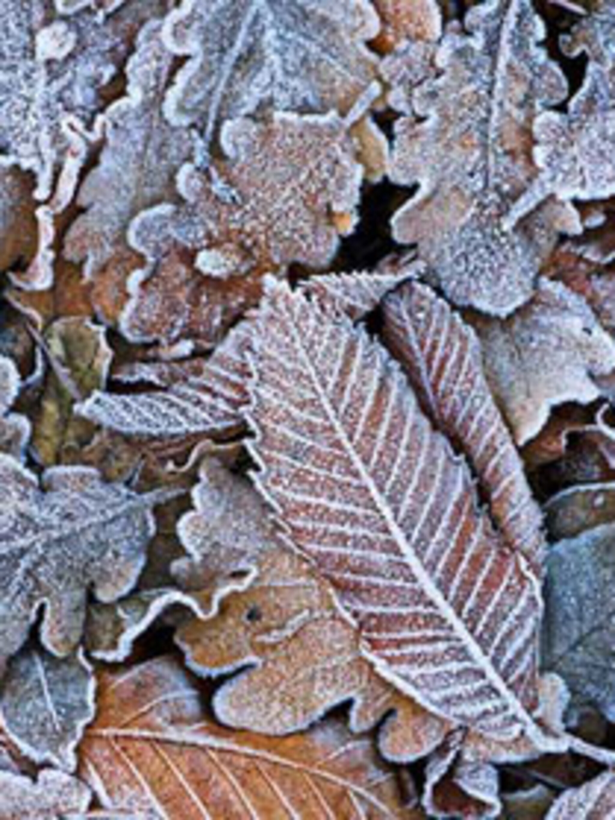 5 tips maak je tuin winterklaar