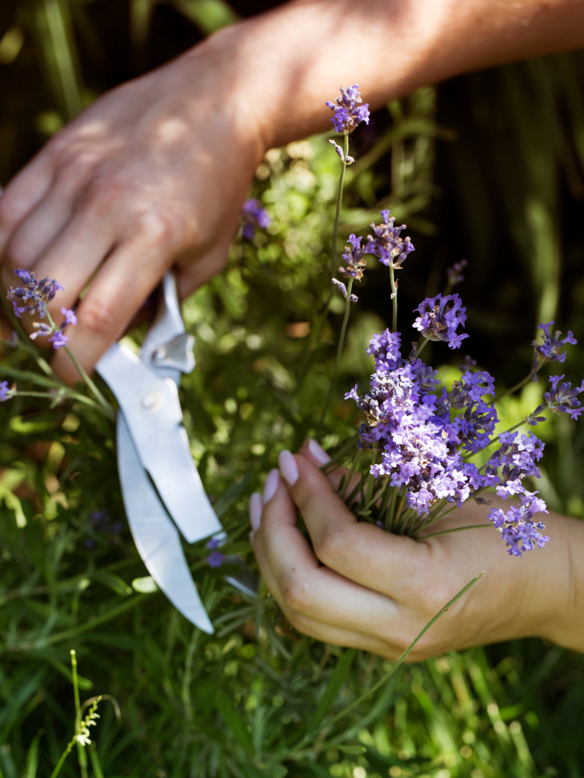 lavendel snoeien zo werkt het