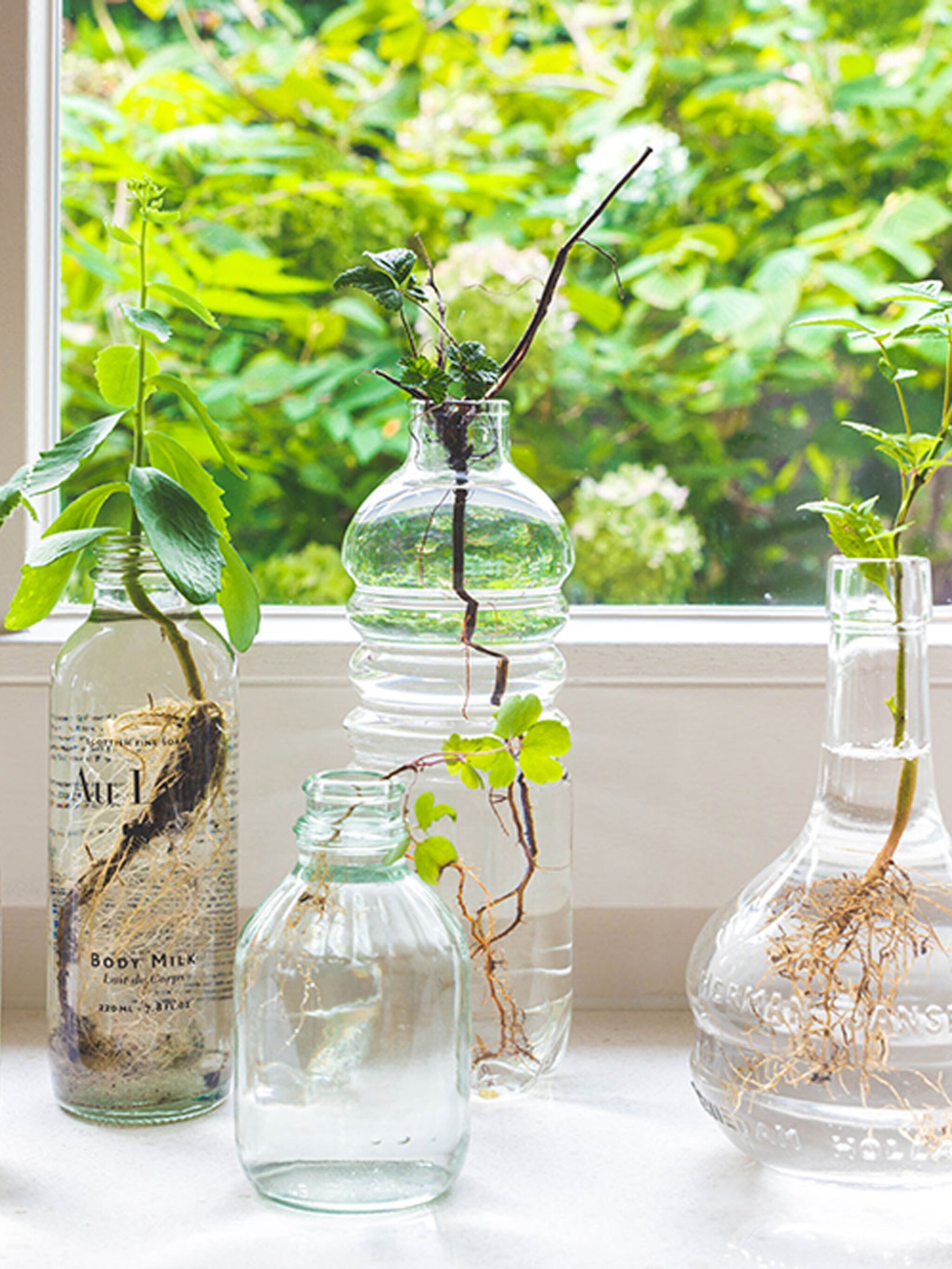 vers groen in vintage flessen