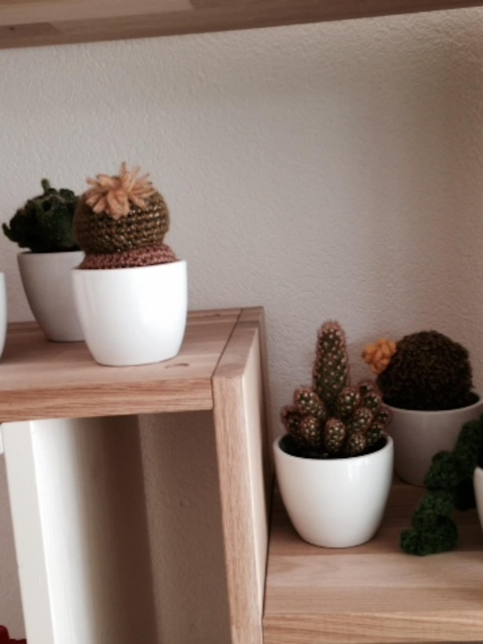 cactus echt gemixt met gehaakt